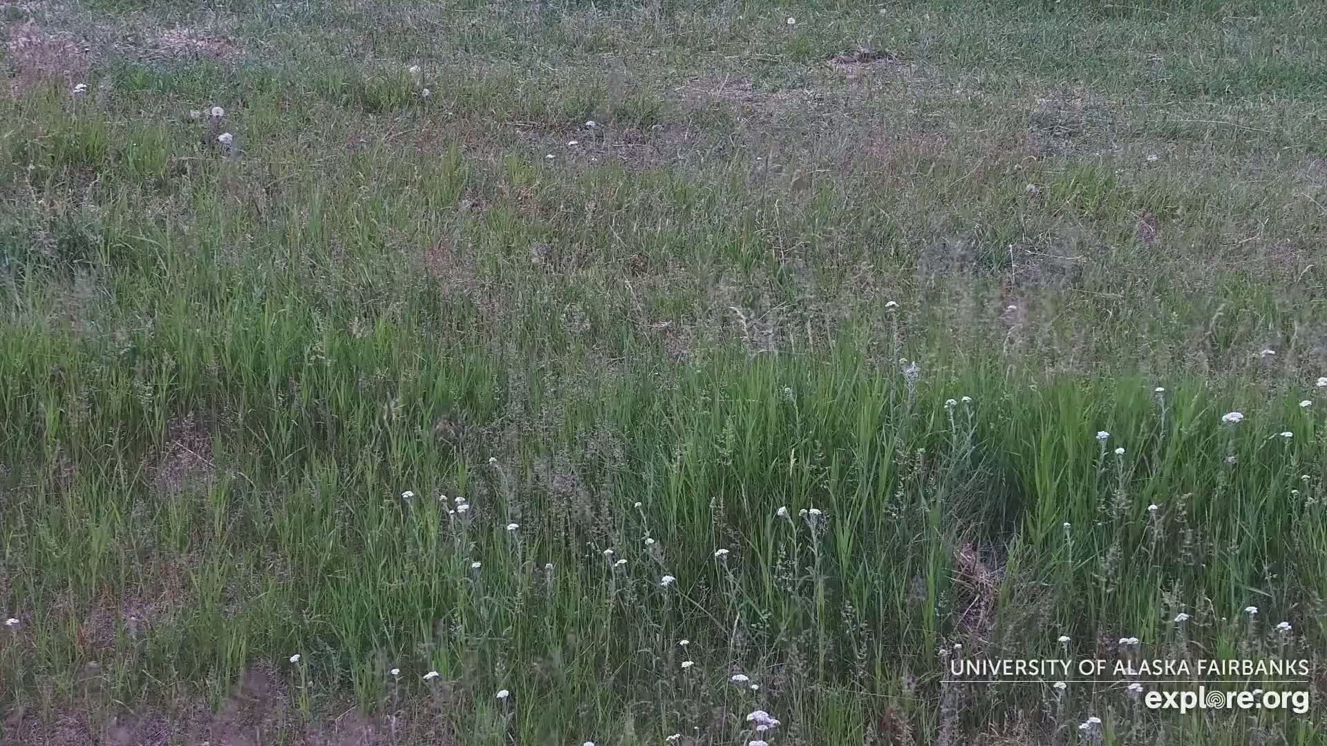 University of Alaska Fairbanks Large Animal Research Station Musk Ox Farm Live Cam - Musk Ox, College, Fairbanks North Star, Alaska, USA