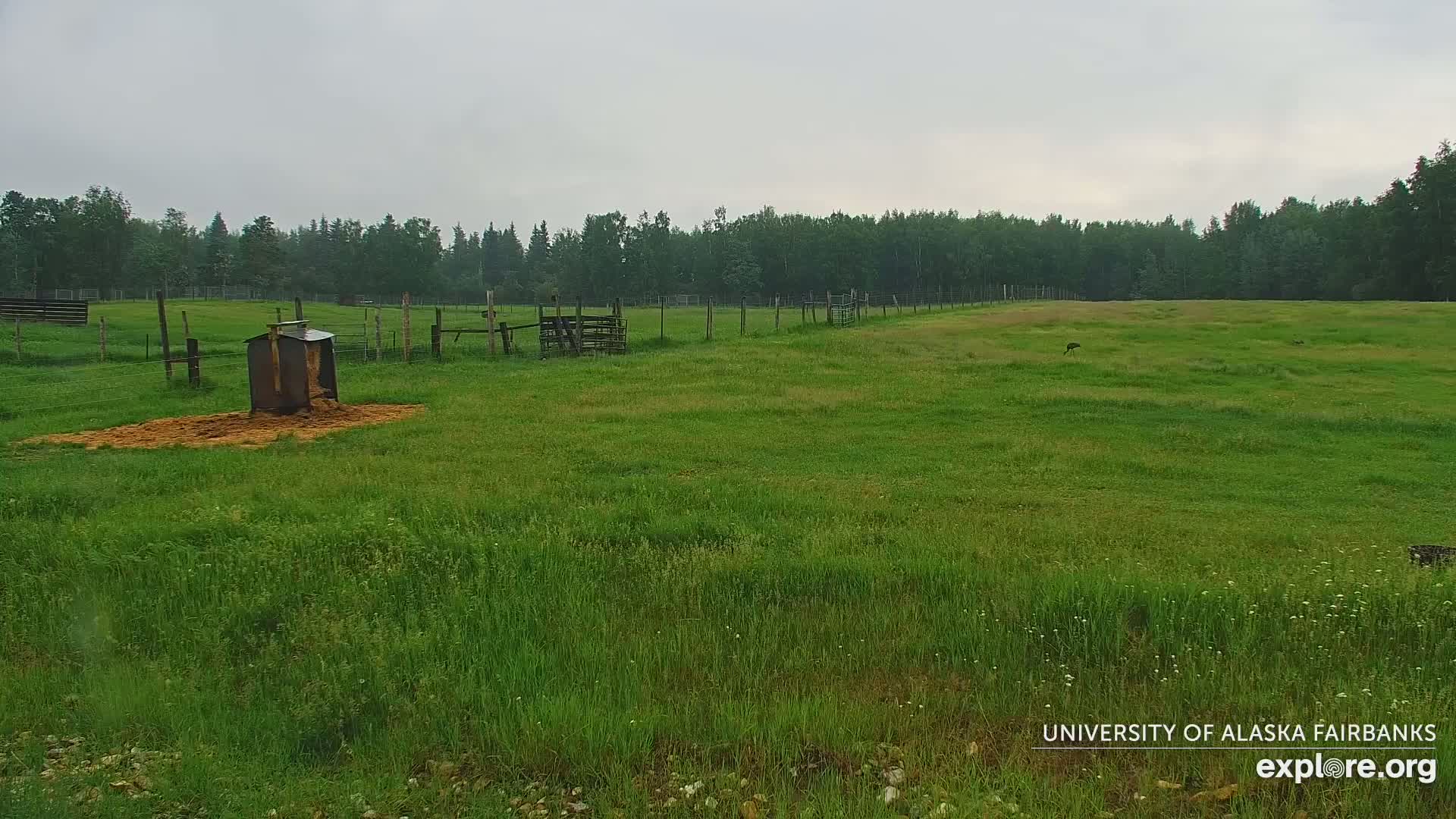 University of Alaska Fairbanks Large Animal Research Station Musk Ox Farm Live Cam - Musk Ox, College, Fairbanks North Star, Alaska, USA