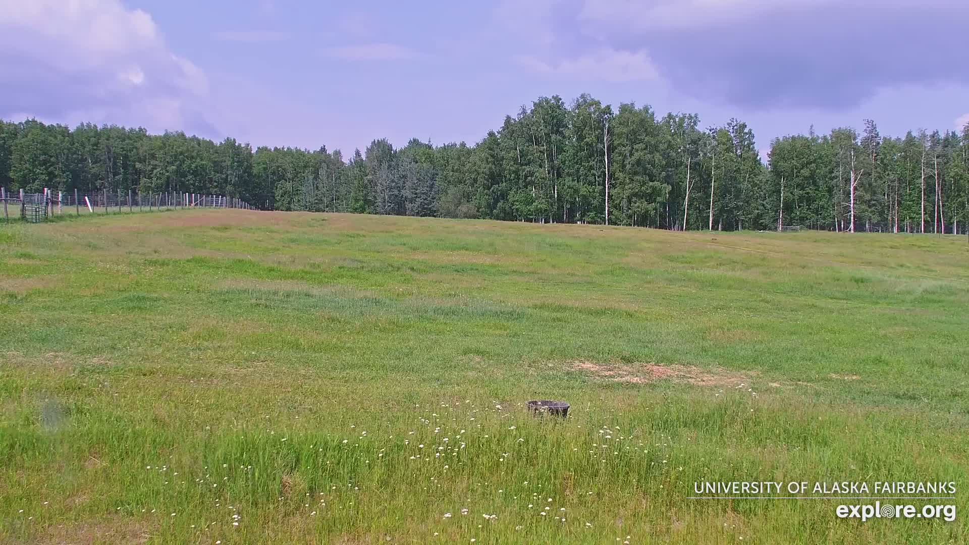 University of Alaska Fairbanks Large Animal Research Station Musk Ox Farm Live Cam - Musk Ox, College, Fairbanks North Star, Alaska, USA