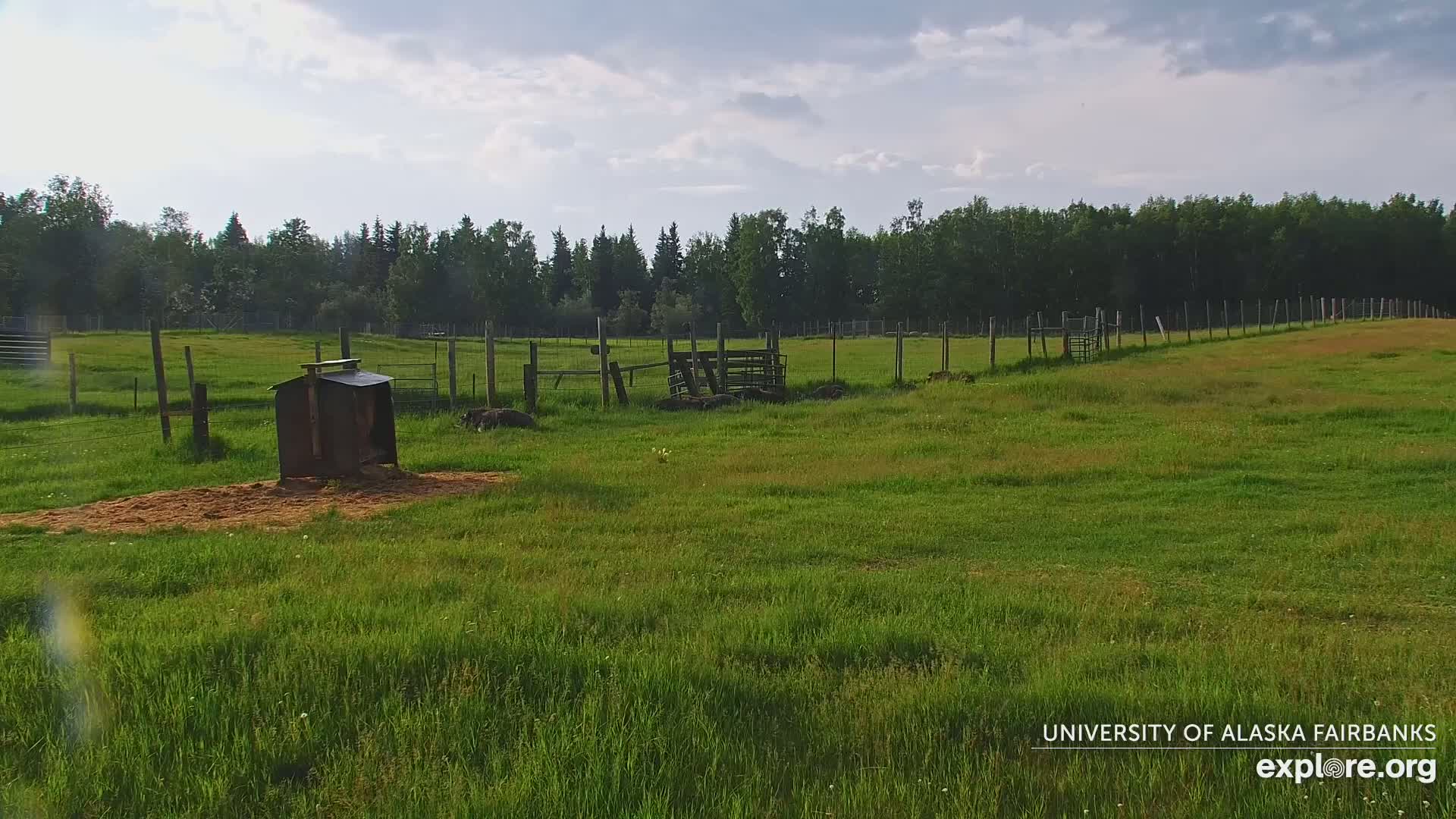 University of Alaska Fairbanks Large Animal Research Station Musk Ox Farm Live Cam - Musk Ox, College, Fairbanks North Star, Alaska, USA