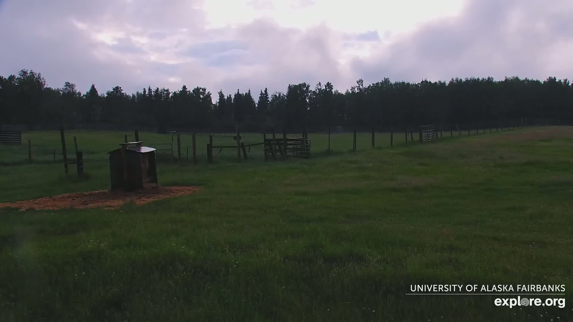 University of Alaska Fairbanks Large Animal Research Station Musk Ox Farm Live Cam - Musk Ox, College, Fairbanks North Star, Alaska, USA