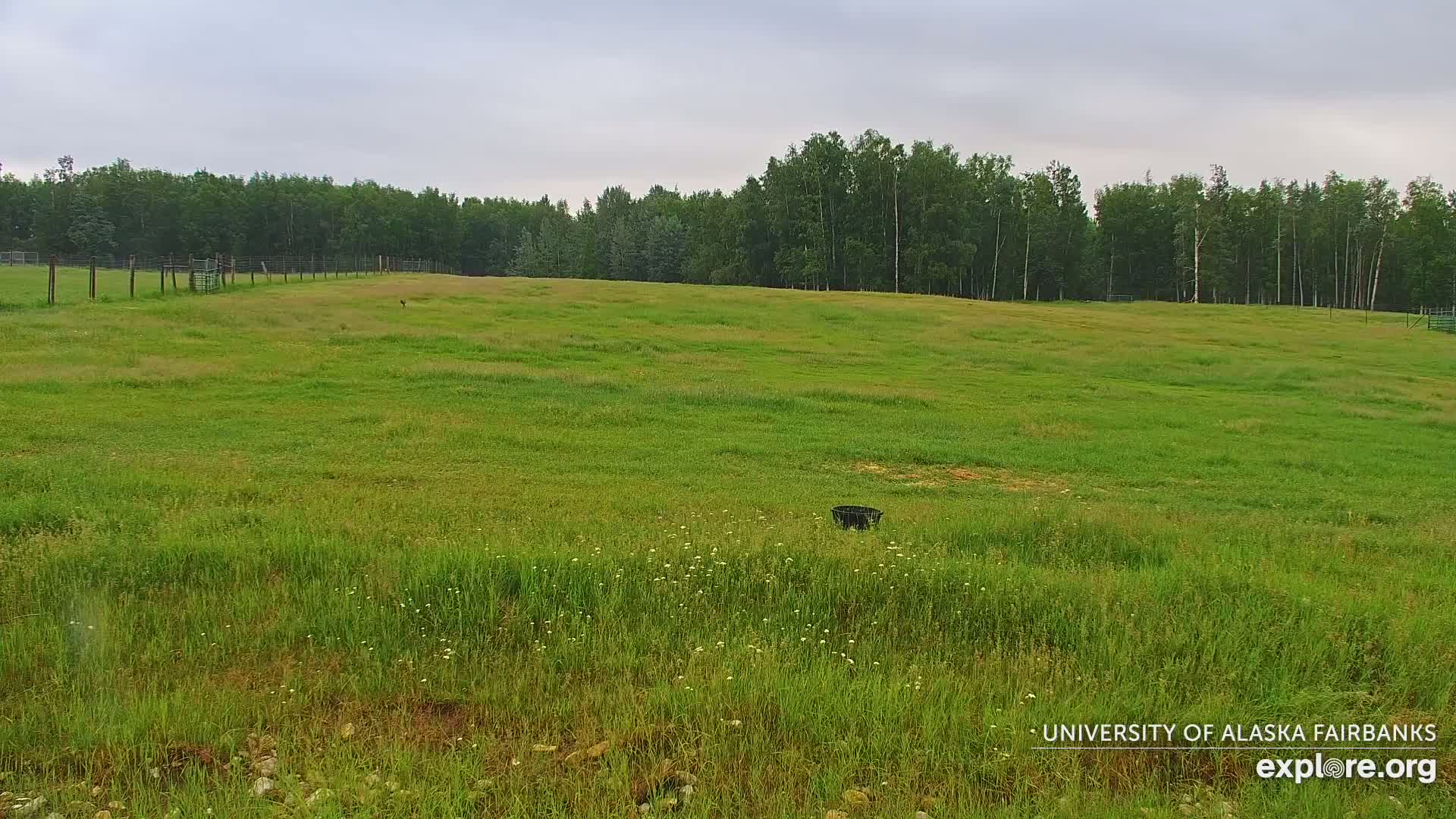 University of Alaska Fairbanks Large Animal Research Station Musk Ox Farm Live Cam - Musk Ox, College, Fairbanks North Star, Alaska, USA