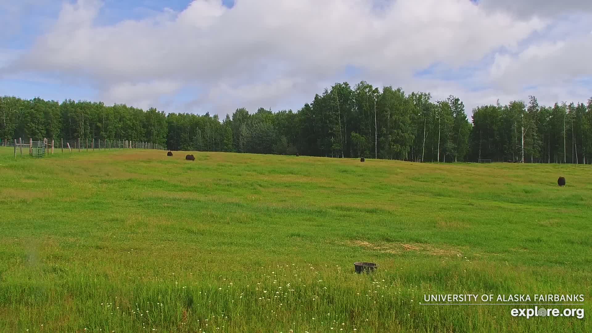 University of Alaska Fairbanks Large Animal Research Station Musk Ox Farm Live Cam - Musk Ox, College, Fairbanks North Star, Alaska, USA