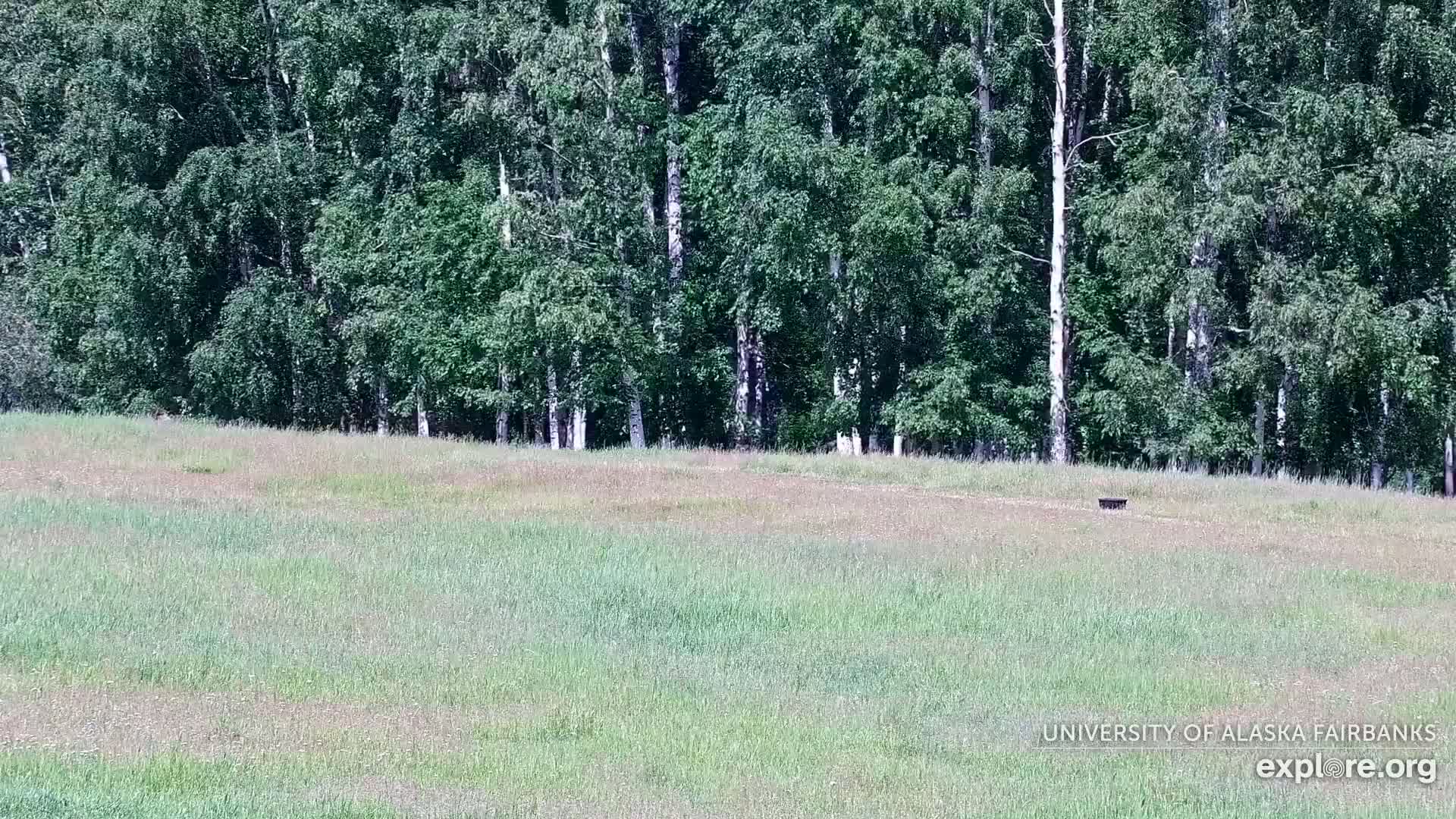 University of Alaska Fairbanks Large Animal Research Station Musk Ox Farm Live Cam - Musk Ox, College, Fairbanks North Star, Alaska, USA