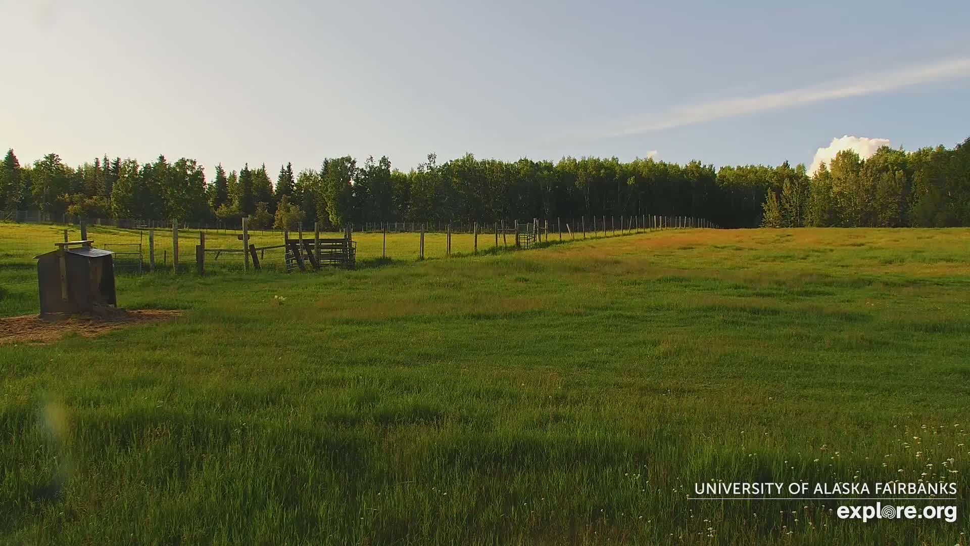 University of Alaska Fairbanks Large Animal Research Station Musk Ox Farm Live Cam - Musk Ox, College, Fairbanks North Star, Alaska, USA