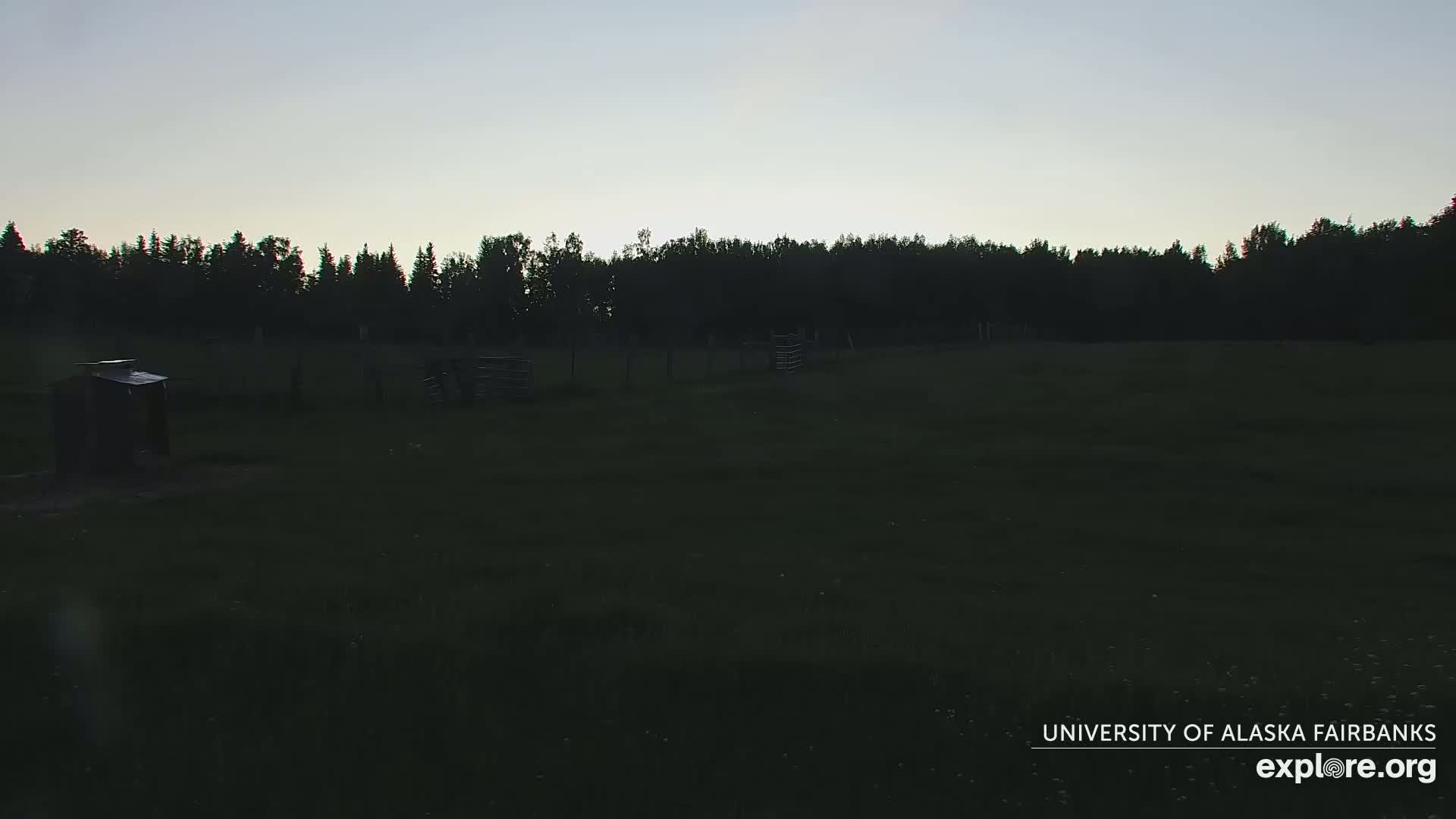 University of Alaska Fairbanks Large Animal Research Station Musk Ox Farm Live Cam - Musk Ox, College, Fairbanks North Star, Alaska, USA