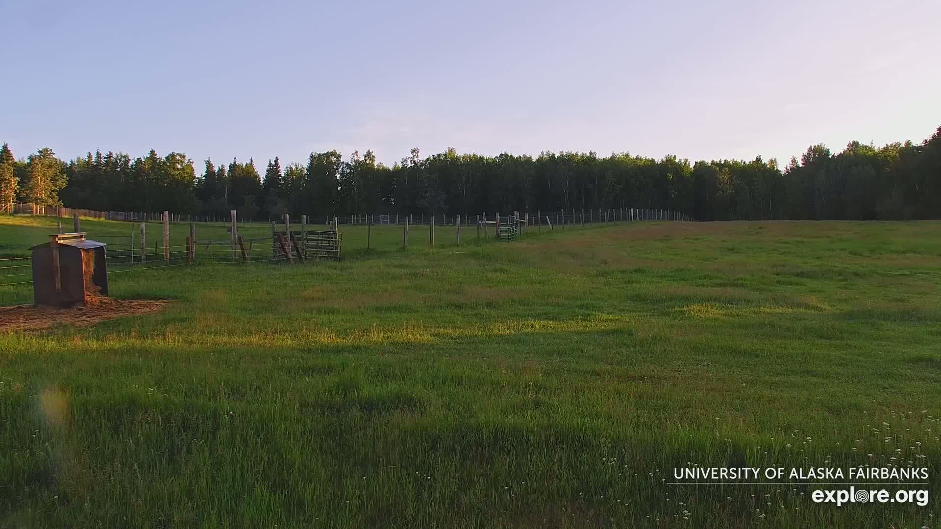 University of Alaska Fairbanks Large Animal Research Station Musk Ox Farm Live Cam - Musk Ox, College, Fairbanks North Star, Alaska, USA