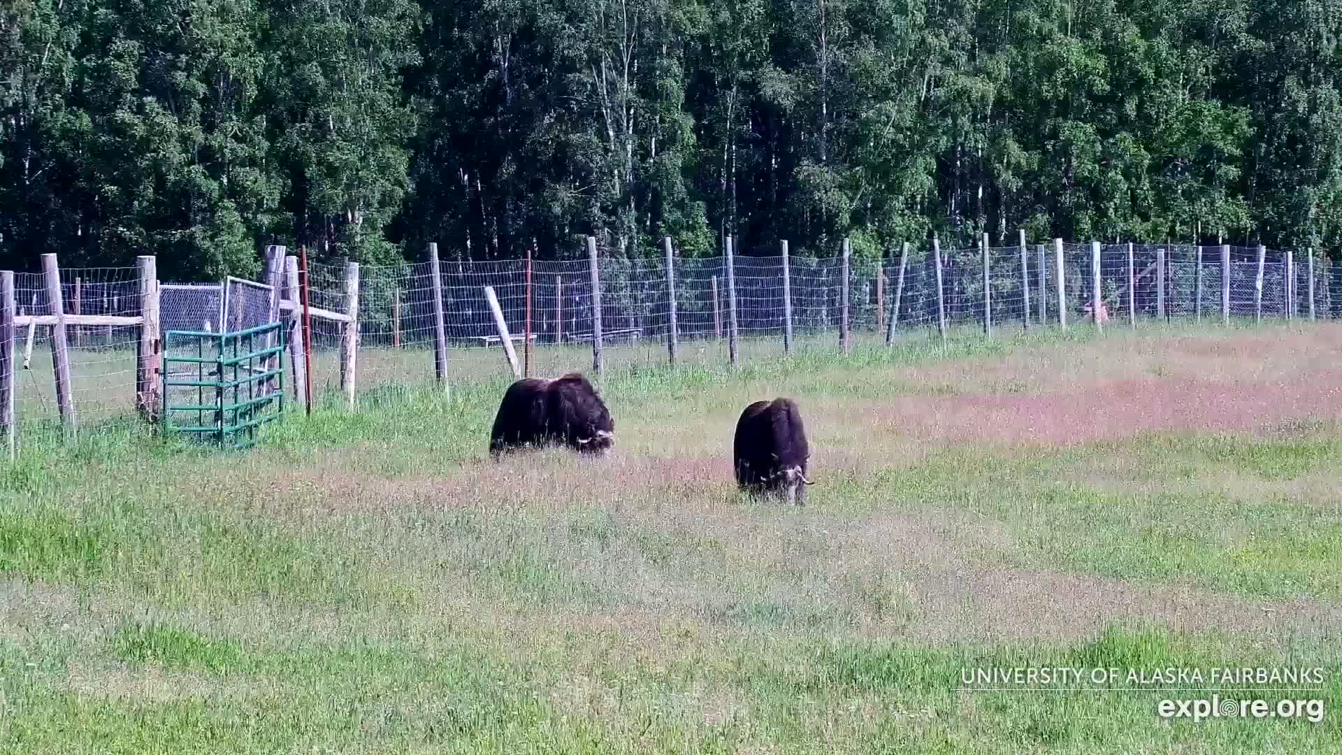University of Alaska Fairbanks Large Animal Research Station Musk Ox Farm Live Cam - Musk Ox, College, Fairbanks North Star, Alaska, USA