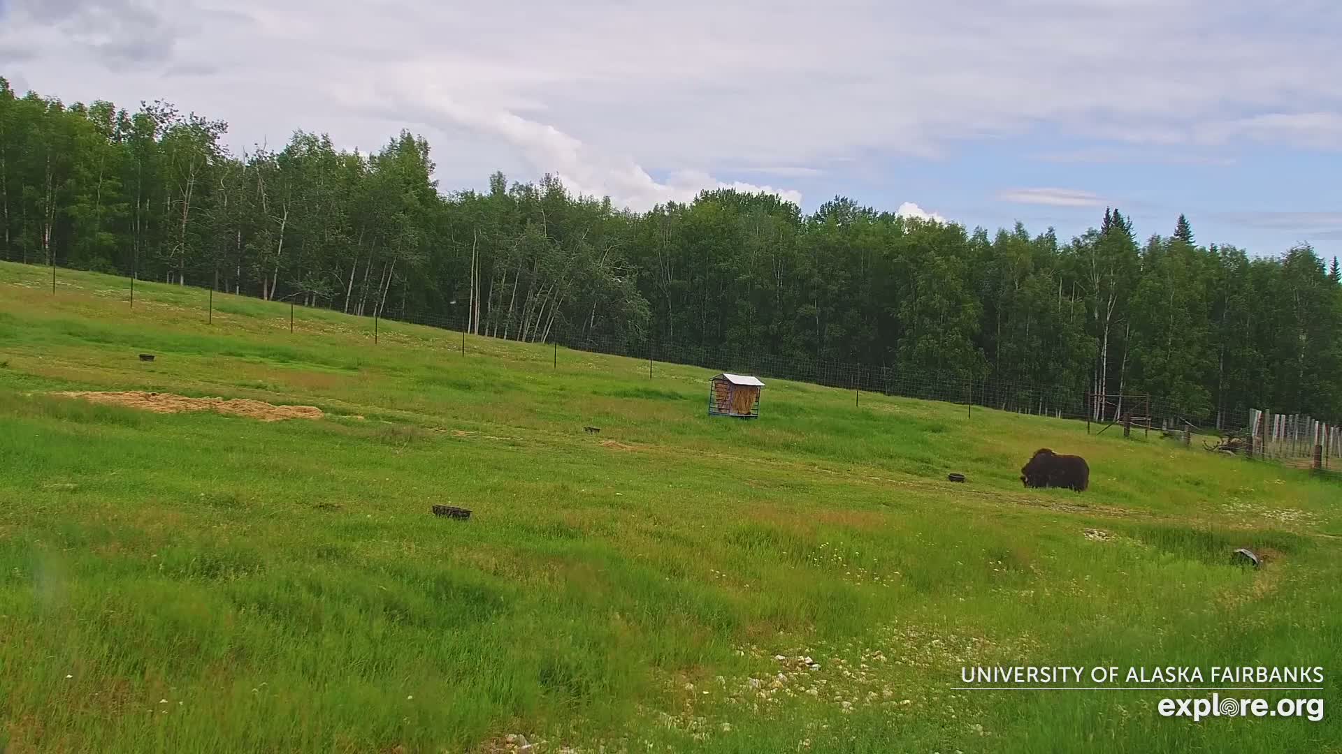 University of Alaska Fairbanks Large Animal Research Station Musk Ox Farm Live Cam - Musk Ox, College, Fairbanks North Star, Alaska, USA