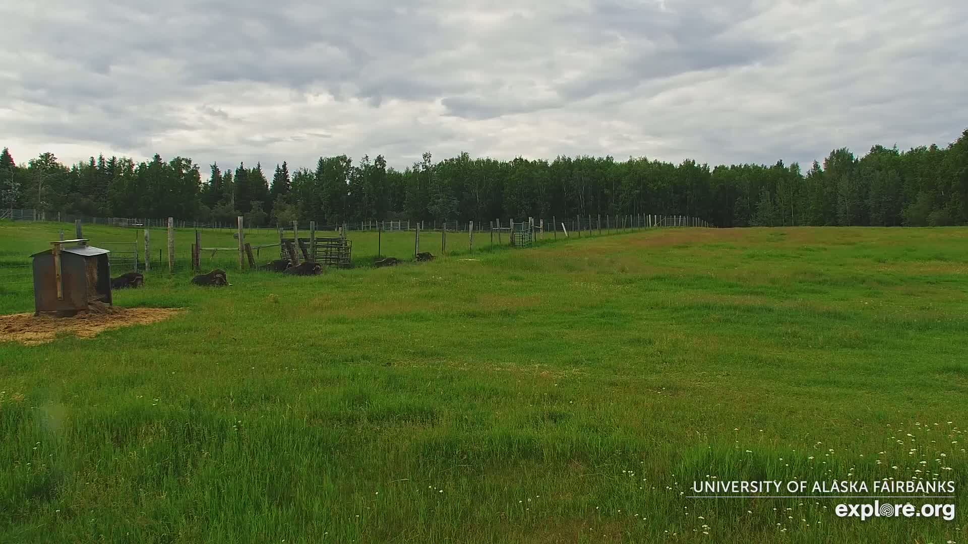University of Alaska Fairbanks Large Animal Research Station Musk Ox Farm Live Cam - Musk Ox, College, Fairbanks North Star, Alaska, USA