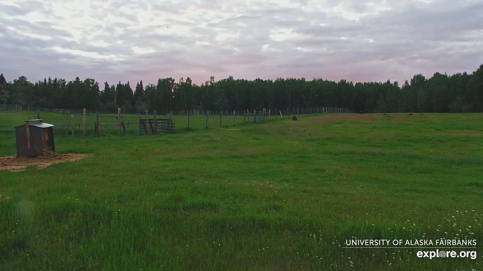 University of Alaska Fairbanks Large Animal Research Station Musk Ox Farm Live Cam - Musk Ox, College, Fairbanks North Star, Alaska, USA