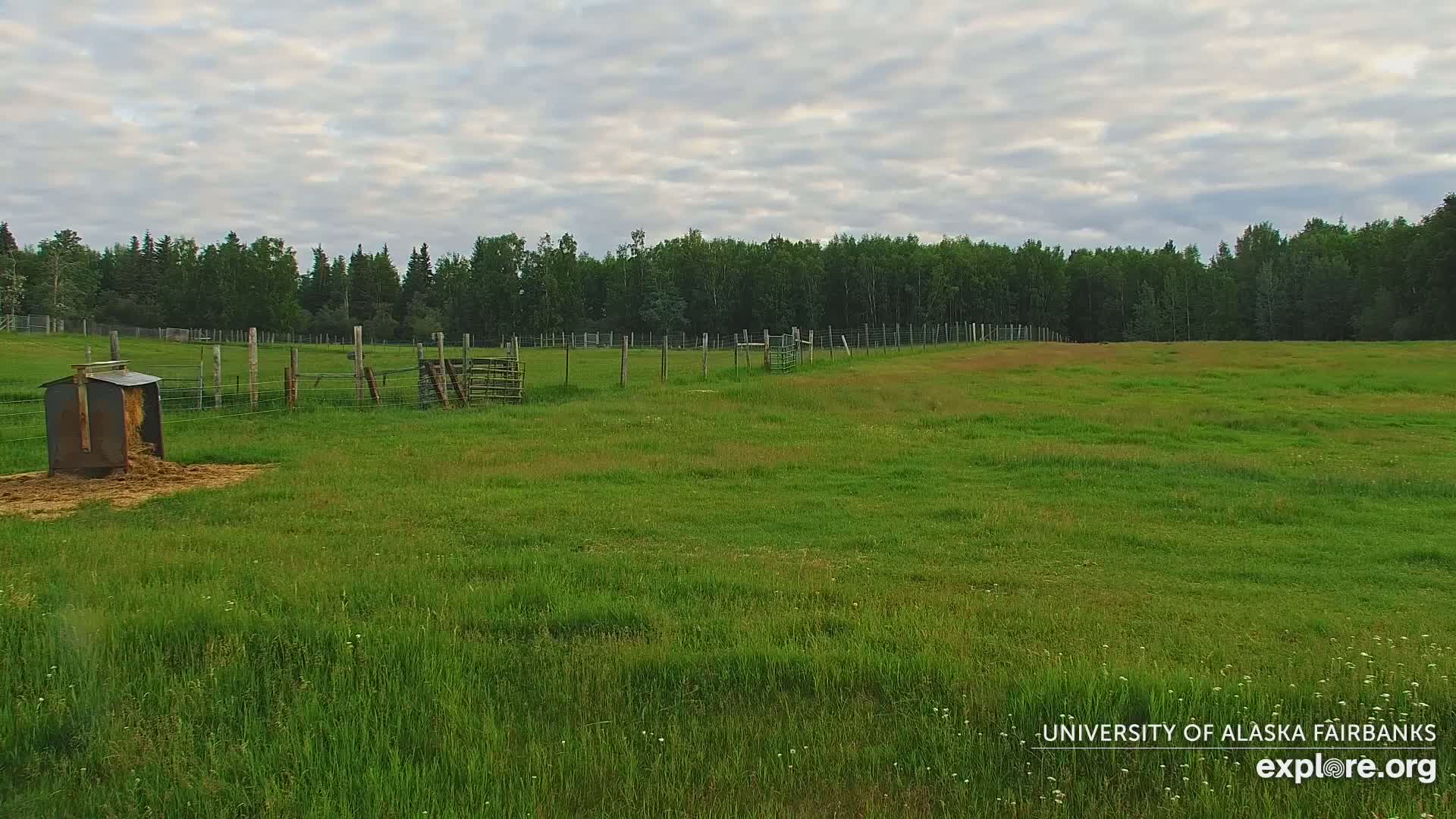 University of Alaska Fairbanks Large Animal Research Station Musk Ox Farm Live Cam - Musk Ox, College, Fairbanks North Star, Alaska, USA
