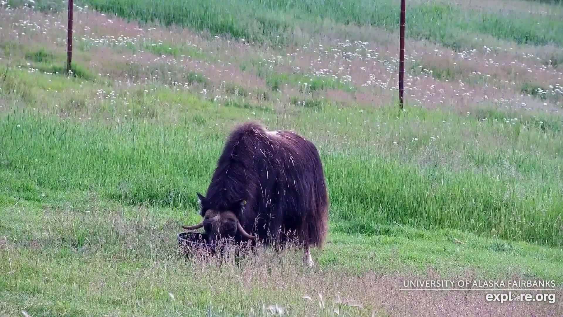 University of Alaska Fairbanks Large Animal Research Station Musk Ox Farm Live Cam - Musk Ox, College, Fairbanks North Star, Alaska, USA