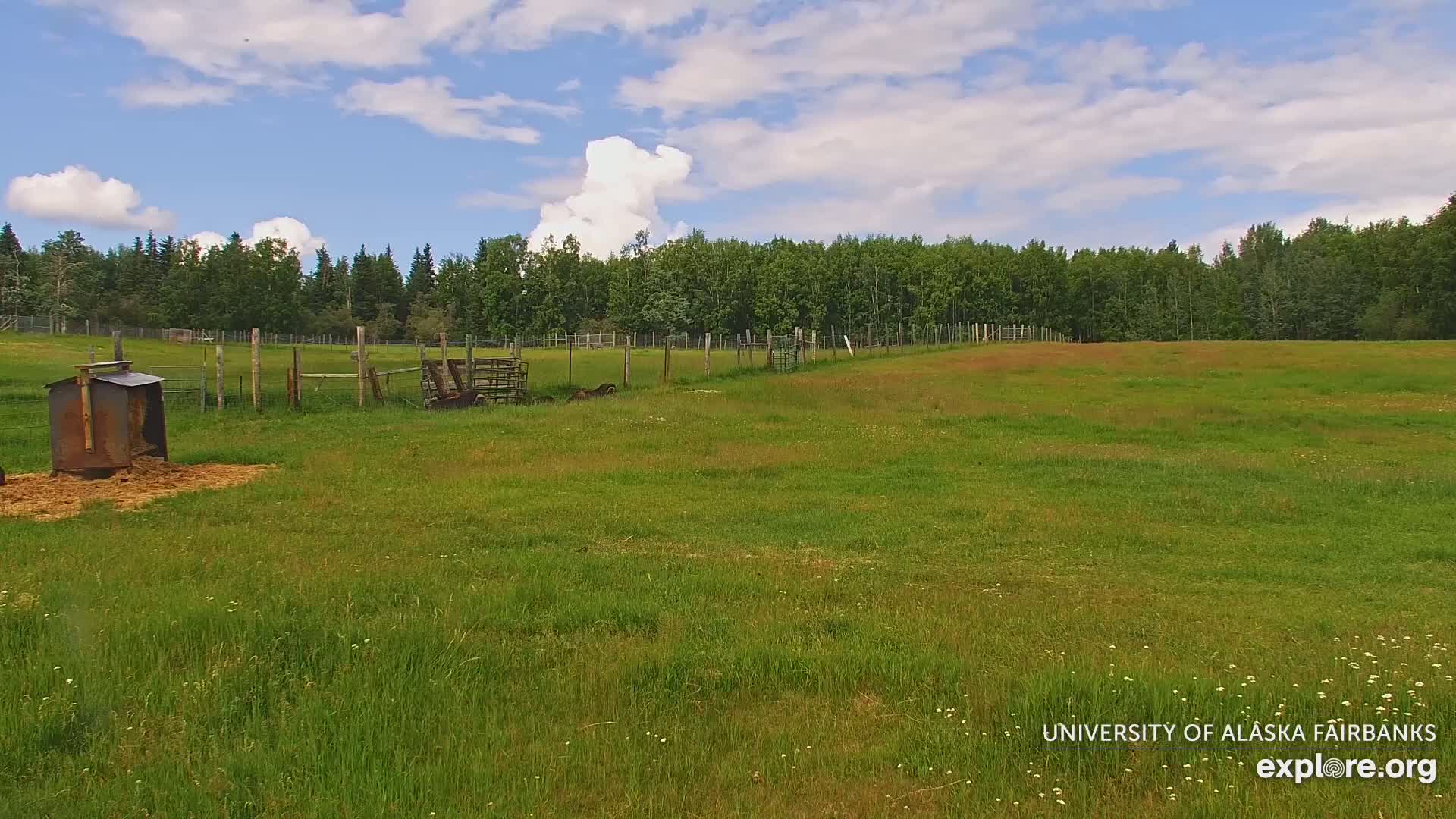 University of Alaska Fairbanks Large Animal Research Station Musk Ox Farm Live Cam - Musk Ox, College, Fairbanks North Star, Alaska, USA