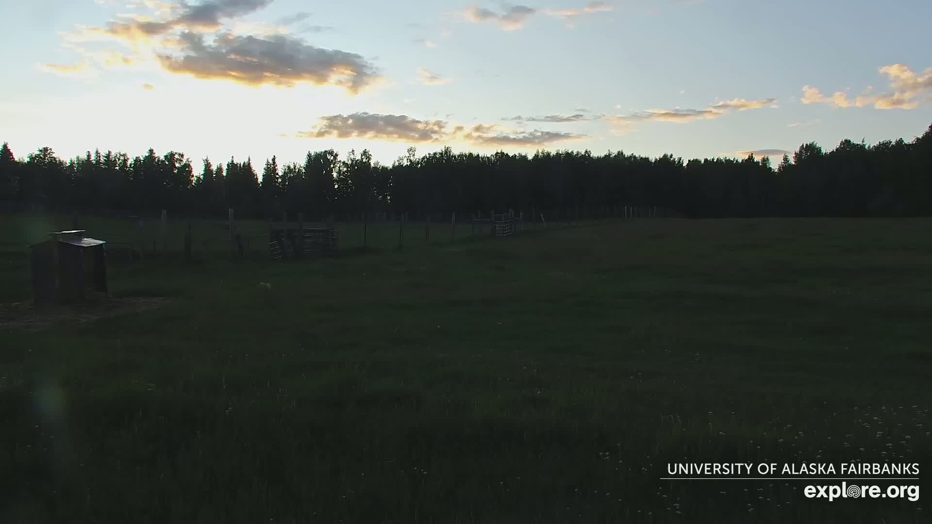 A grassy field with a small shed and a line of trees in the background under a partly cloudy sunset sky.
