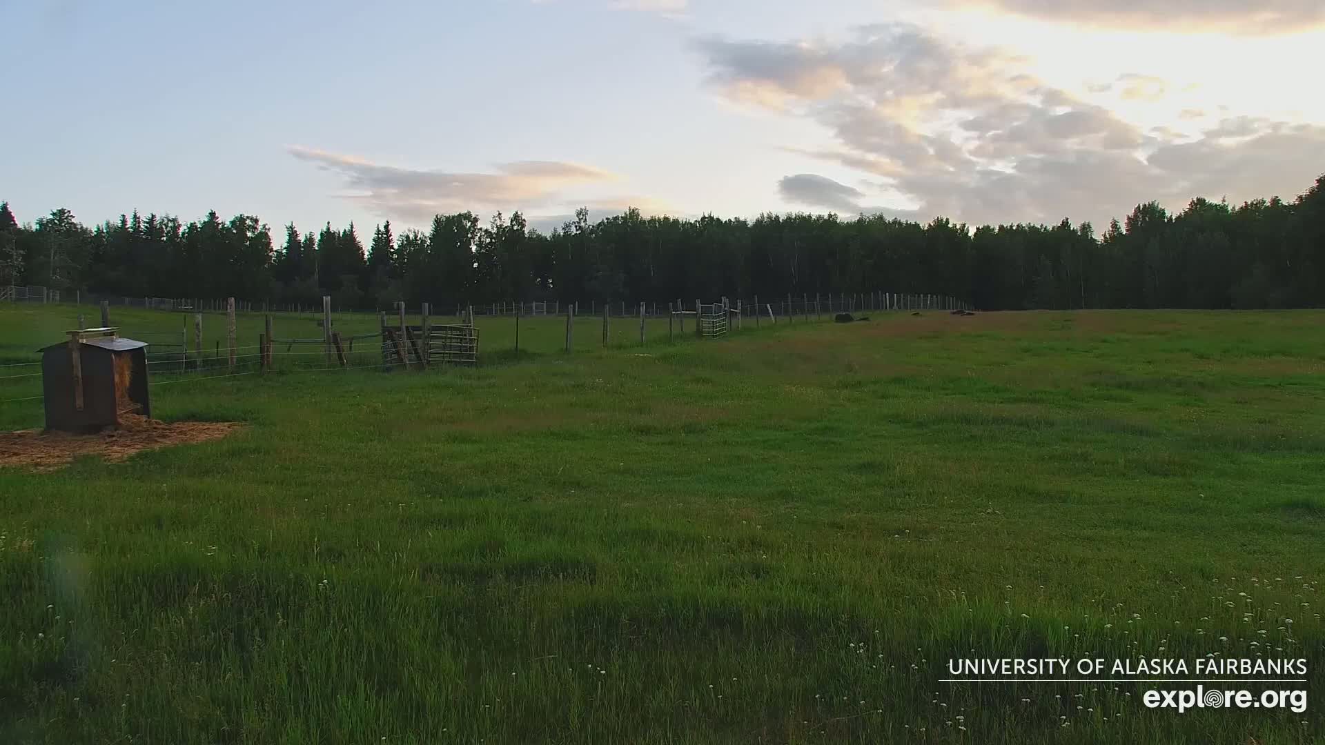 University of Alaska Fairbanks Large Animal Research Station Musk Ox Farm Live Cam - Musk Ox, College, Fairbanks North Star, Alaska, USA