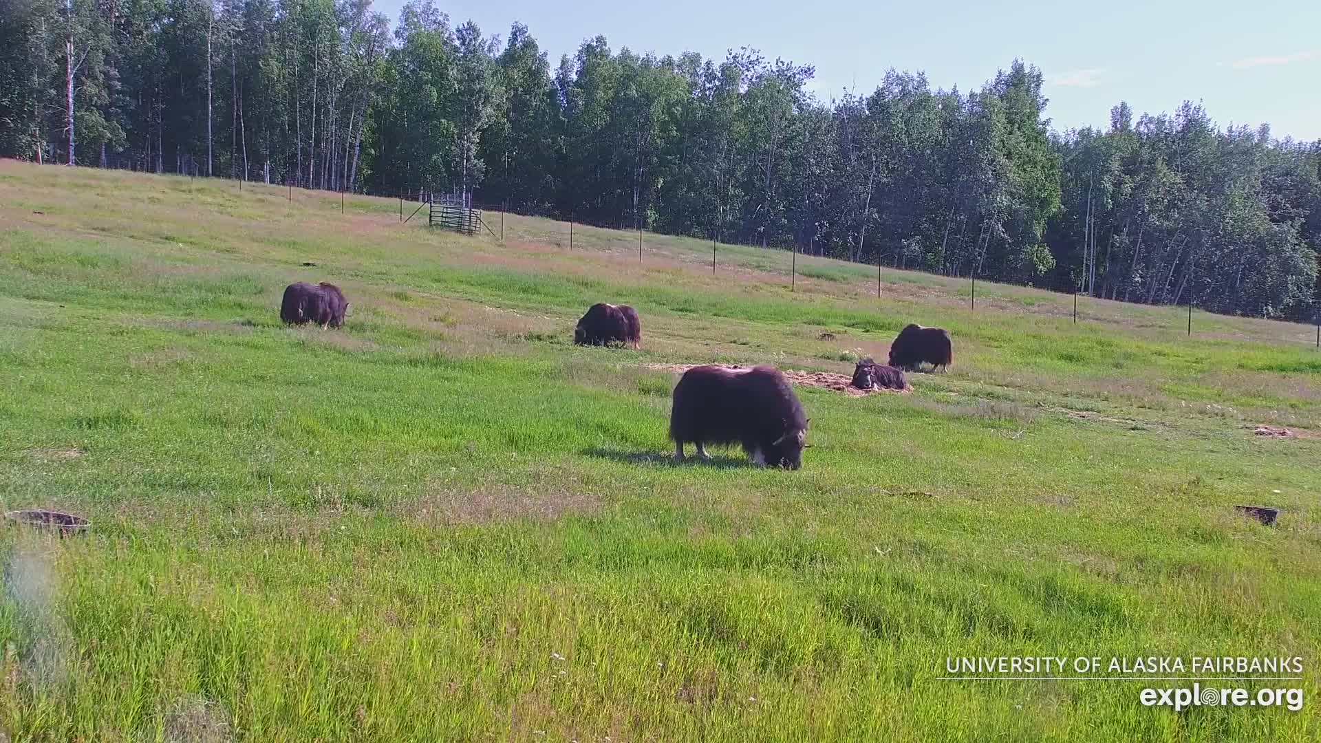 University of Alaska Fairbanks Large Animal Research Station Musk Ox Farm Live Cam - Musk Ox, College, Fairbanks North Star, Alaska, USA