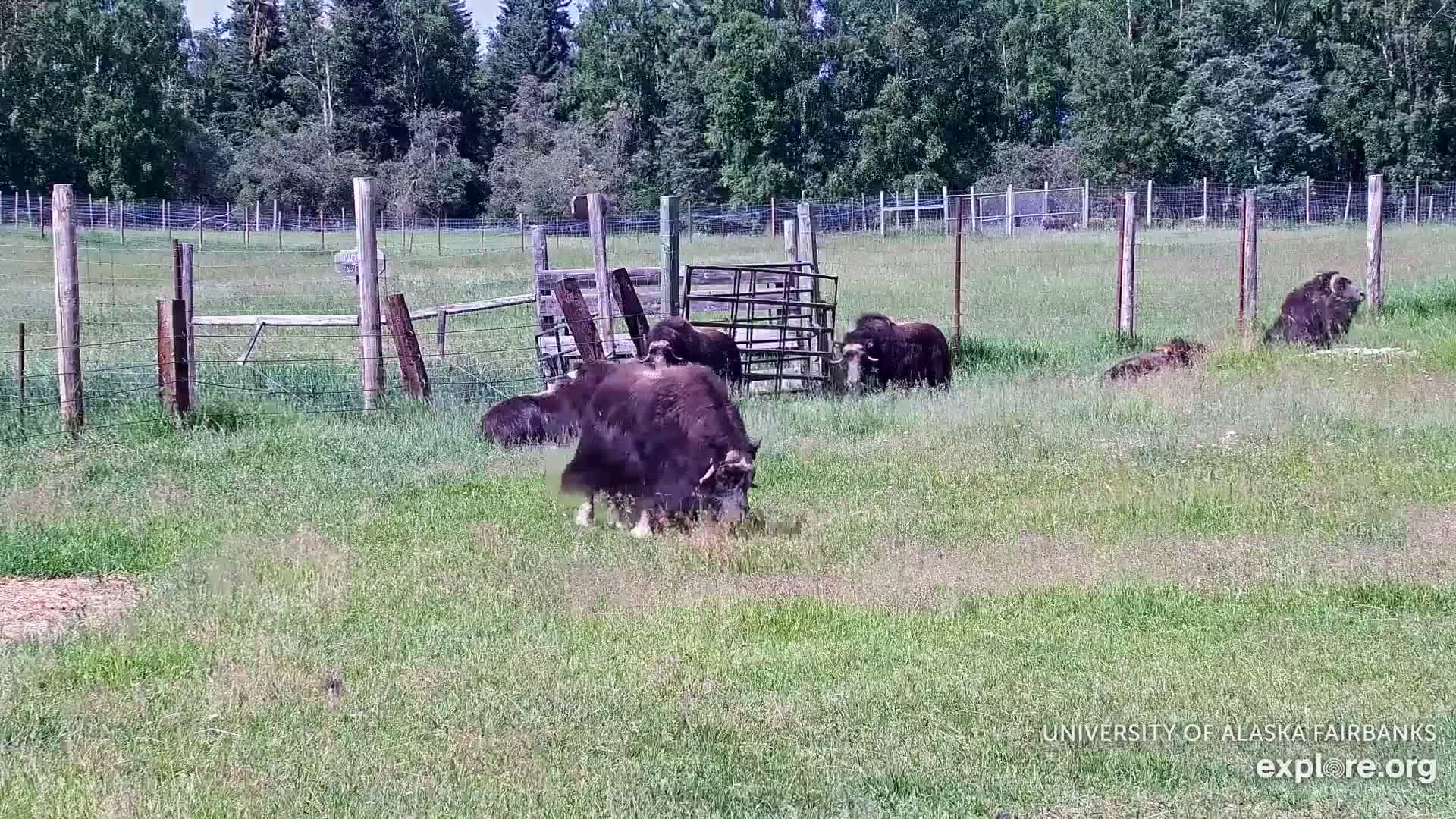 University of Alaska Fairbanks Large Animal Research Station Musk Ox Farm Live Cam - Musk Ox, College, Fairbanks North Star, Alaska, USA