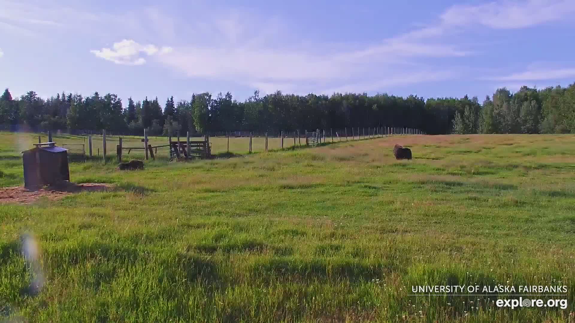 University of Alaska Fairbanks Large Animal Research Station Musk Ox Farm Live Cam - Musk Ox, College, Fairbanks North Star, Alaska, USA
