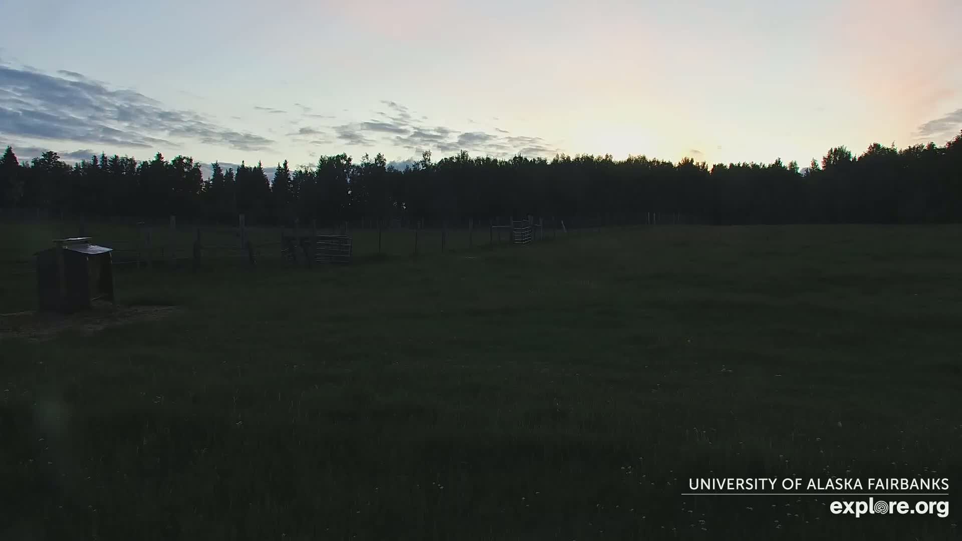 University of Alaska Fairbanks Large Animal Research Station Musk Ox Farm Live Cam - Musk Ox, College, Fairbanks North Star, Alaska, USA