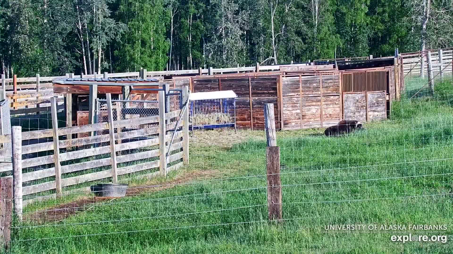 University of Alaska Fairbanks Large Animal Research Station Musk Ox Farm Live Cam - Musk Ox, College, Fairbanks North Star, Alaska, USA
