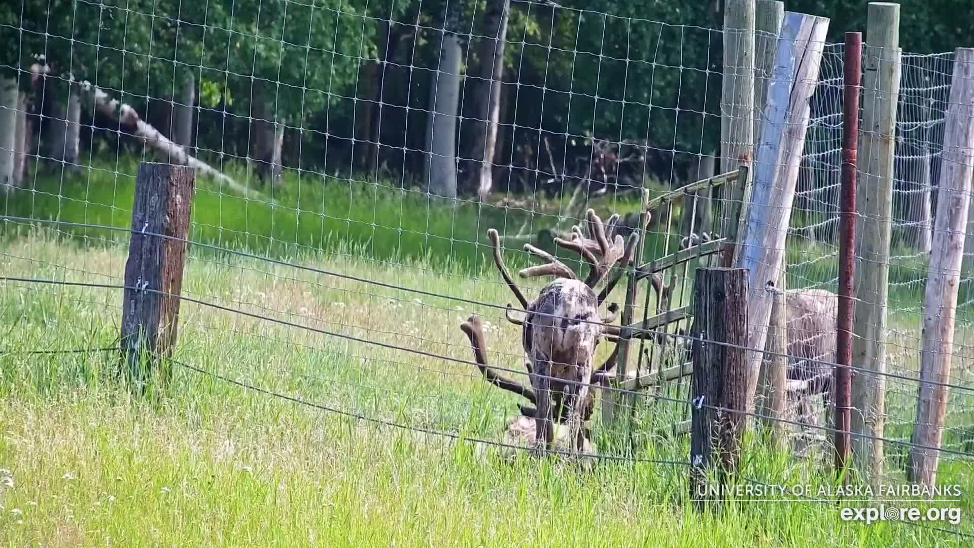 University of Alaska Fairbanks Large Animal Research Station Musk Ox Farm Live Cam - Musk Ox, College, Fairbanks North Star, Alaska, USA