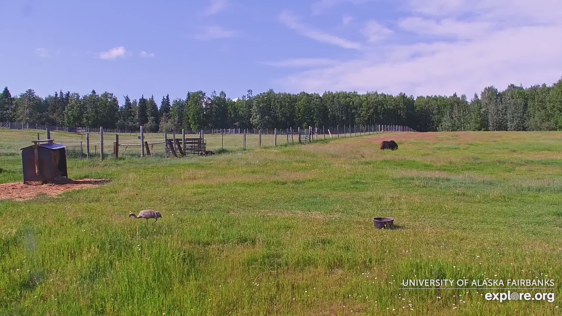 University of Alaska Fairbanks Large Animal Research Station Musk Ox Farm Live Cam - Musk Ox, College, Fairbanks North Star, Alaska, USA