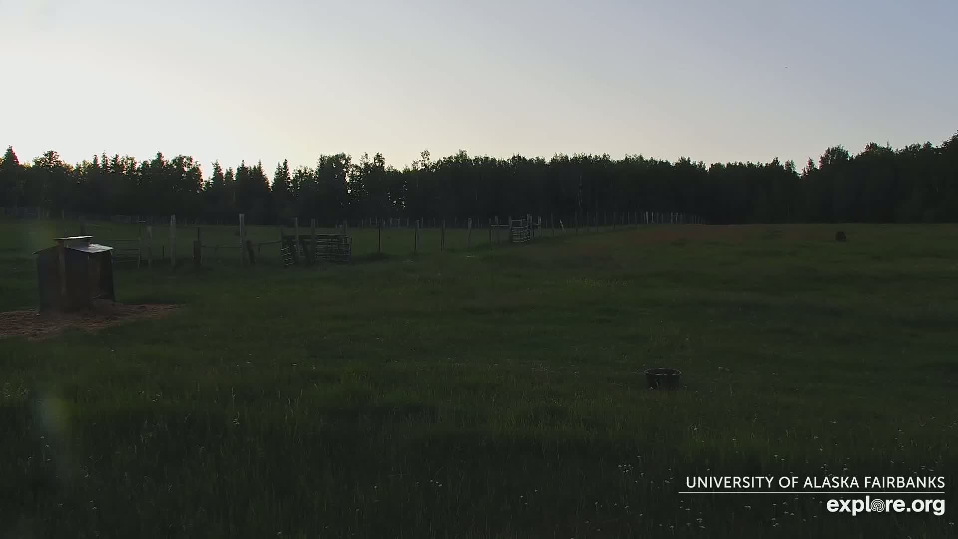 University of Alaska Fairbanks Large Animal Research Station Musk Ox Farm Live Cam - Musk Ox, College, Fairbanks North Star, Alaska, USA