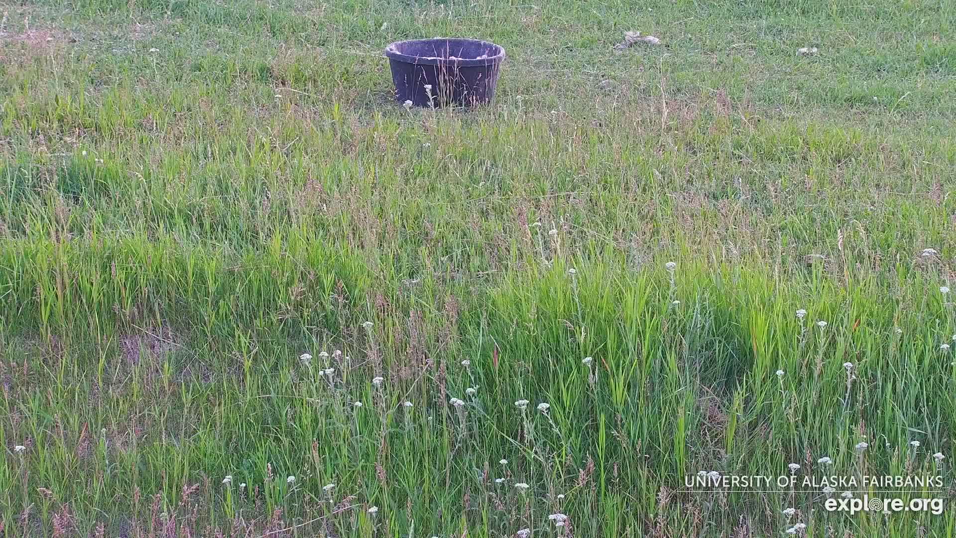 University of Alaska Fairbanks Large Animal Research Station Musk Ox Farm Live Cam - Musk Ox, College, Fairbanks North Star, Alaska, USA
