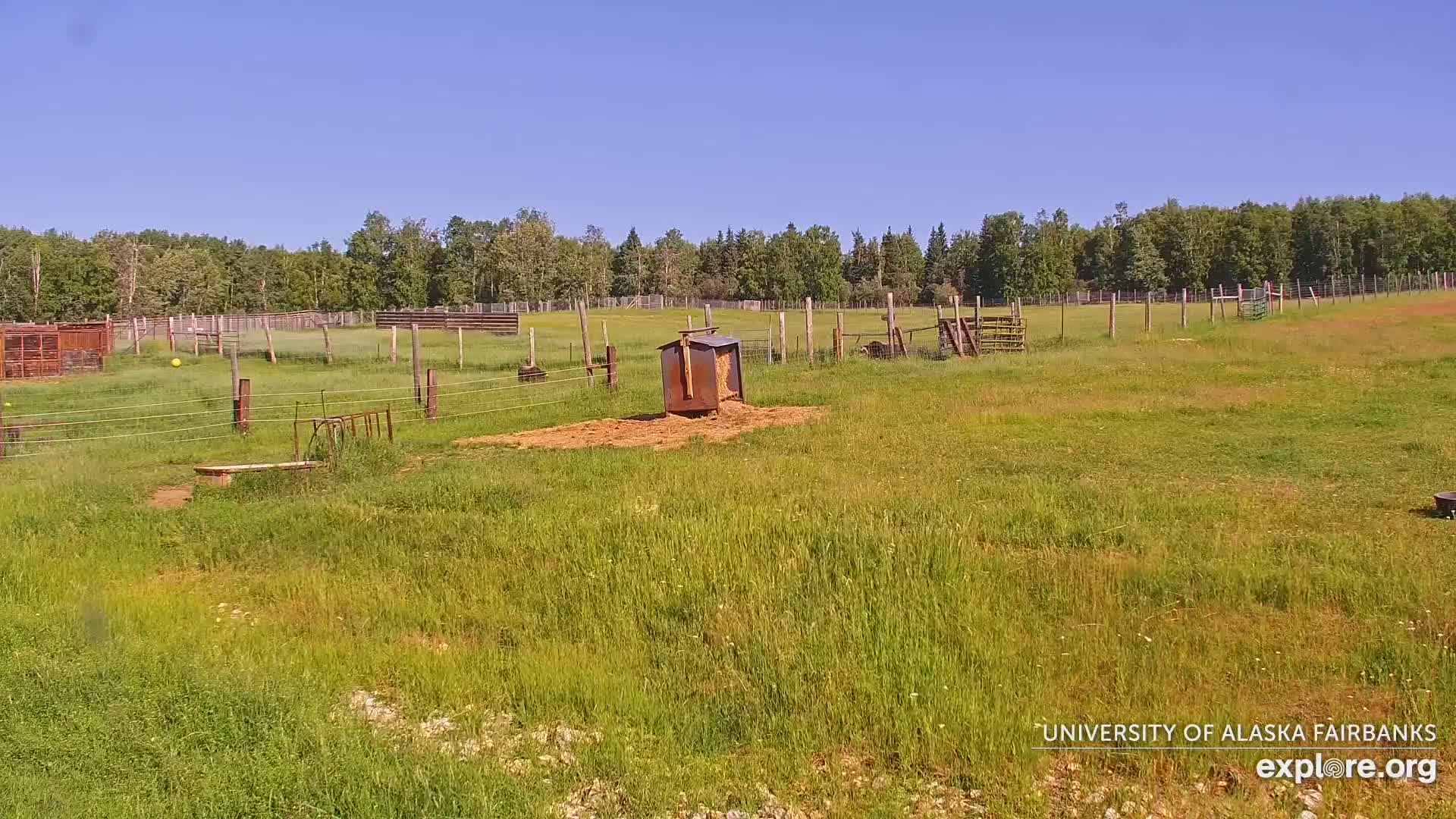 University of Alaska Fairbanks Large Animal Research Station Musk Ox Farm Live Cam - Musk Ox, College, Fairbanks North Star, Alaska, USA