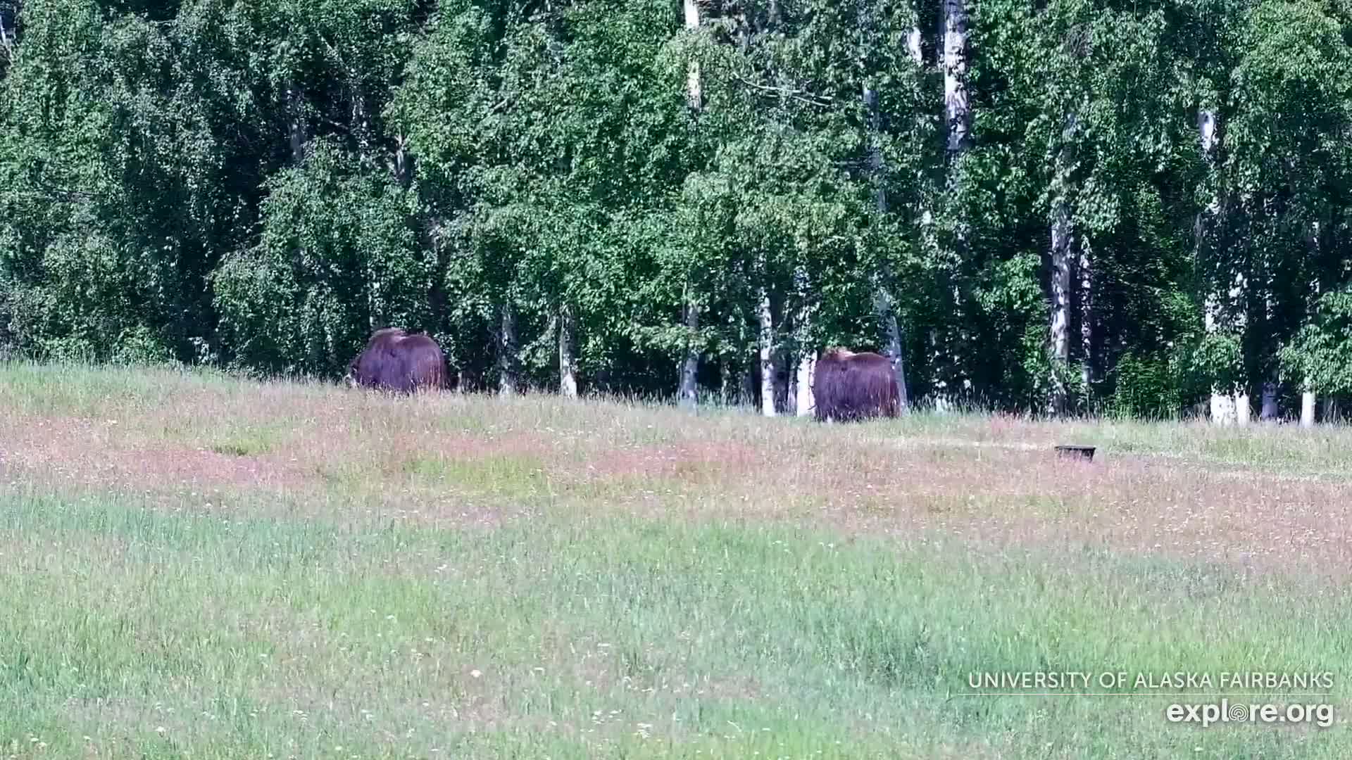 University of Alaska Fairbanks Large Animal Research Station Musk Ox Farm Live Cam - Musk Ox, College, Fairbanks North Star, Alaska, USA