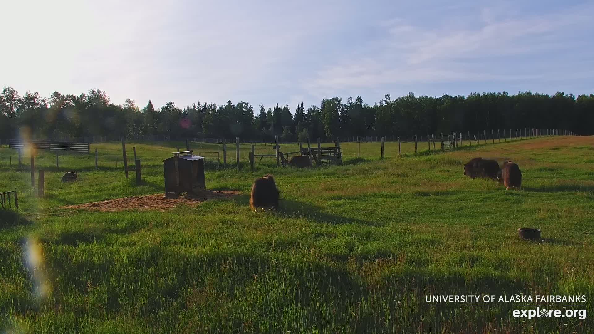 University of Alaska Fairbanks Large Animal Research Station Musk Ox Farm Live Cam - Musk Ox, College, Fairbanks North Star, Alaska, USA