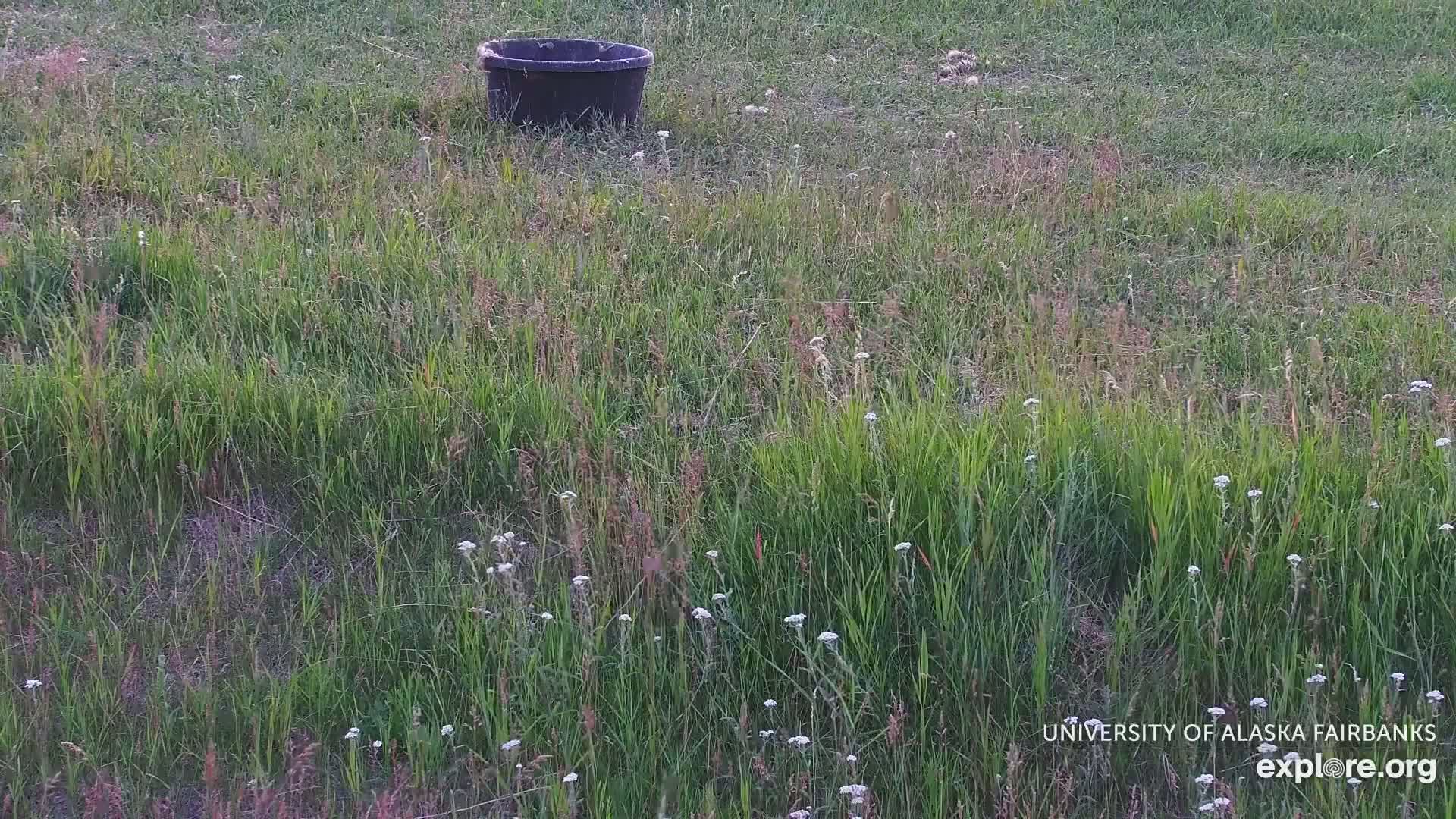 University of Alaska Fairbanks Large Animal Research Station Musk Ox Farm Live Cam - Musk Ox, College, Fairbanks North Star, Alaska, USA