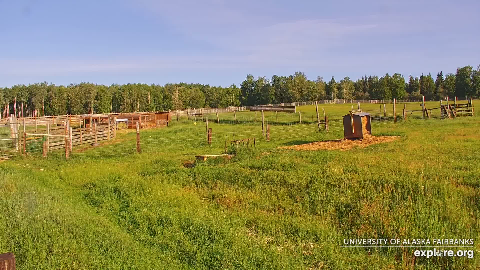 University of Alaska Fairbanks Large Animal Research Station Musk Ox Farm Live Cam - Musk Ox, College, Fairbanks North Star, Alaska, USA