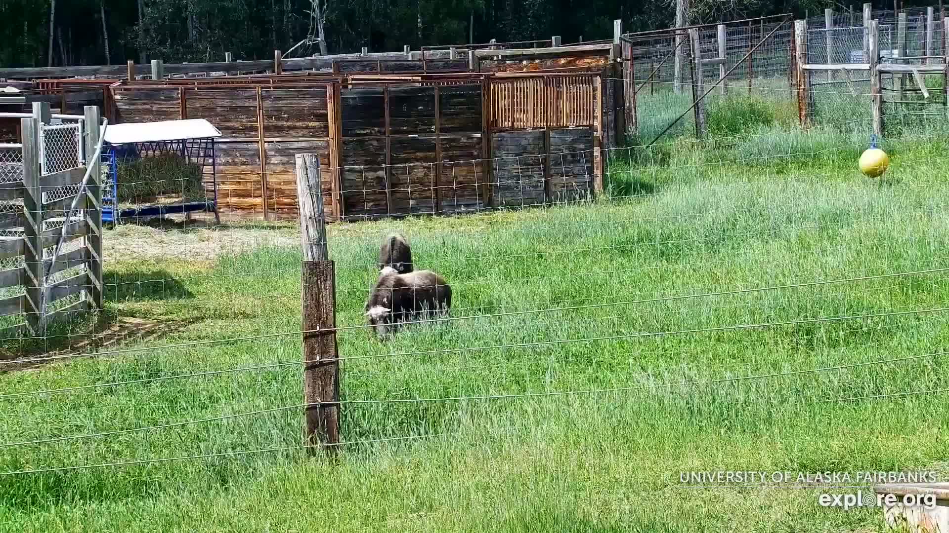 University of Alaska Fairbanks Large Animal Research Station Musk Ox Farm Live Cam - Musk Ox, College, Fairbanks North Star, Alaska, USA