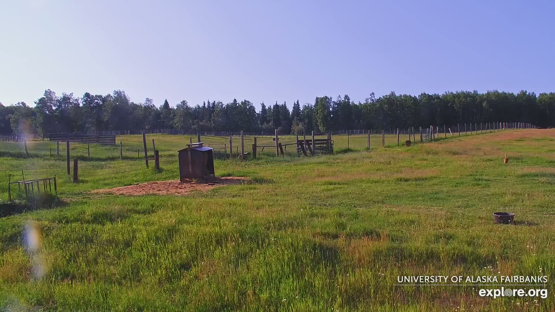 University of Alaska Fairbanks Large Animal Research Station Musk Ox Farm Live Cam - Musk Ox, College, Fairbanks North Star, Alaska, USA