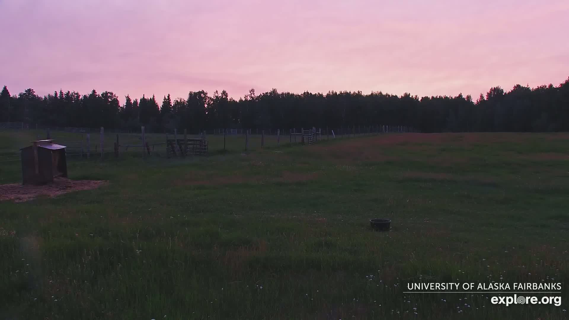 University of Alaska Fairbanks Large Animal Research Station Musk Ox Farm Live Cam - Musk Ox, College, Fairbanks North Star, Alaska, USA