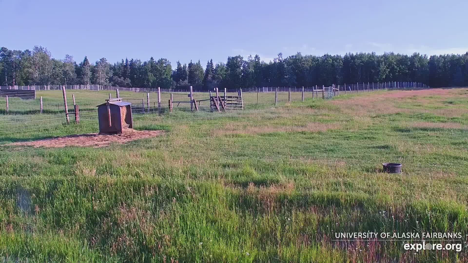 University of Alaska Fairbanks Large Animal Research Station Musk Ox Farm Live Cam - Musk Ox, College, Fairbanks North Star, Alaska, USA