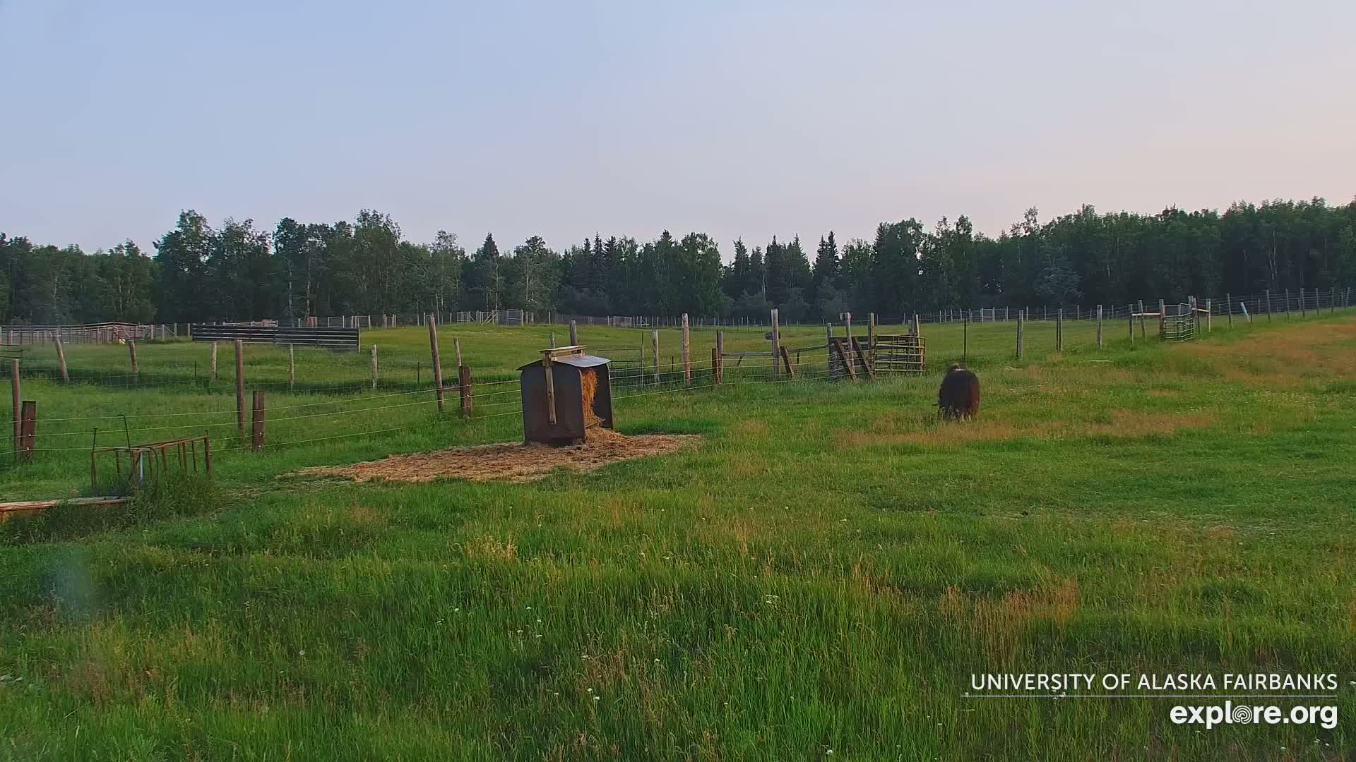 A grassy pasture under a clear sky contains a hay feeder, several fenced enclosures, and a single dark-colored animal grazing.