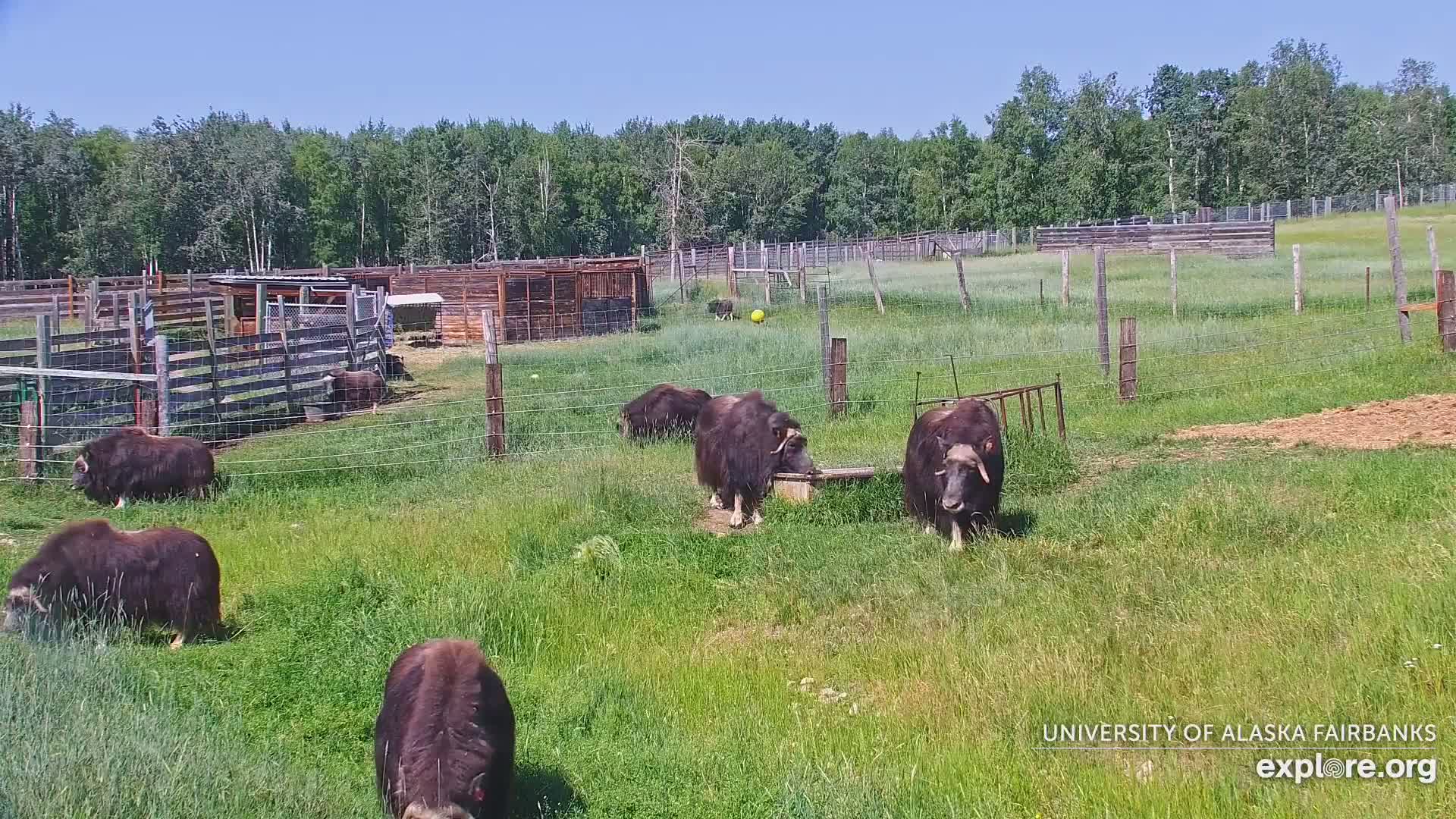 University of Alaska Fairbanks Large Animal Research Station Musk Ox Farm Live Cam - Musk Ox, College, Fairbanks North Star, Alaska, USA