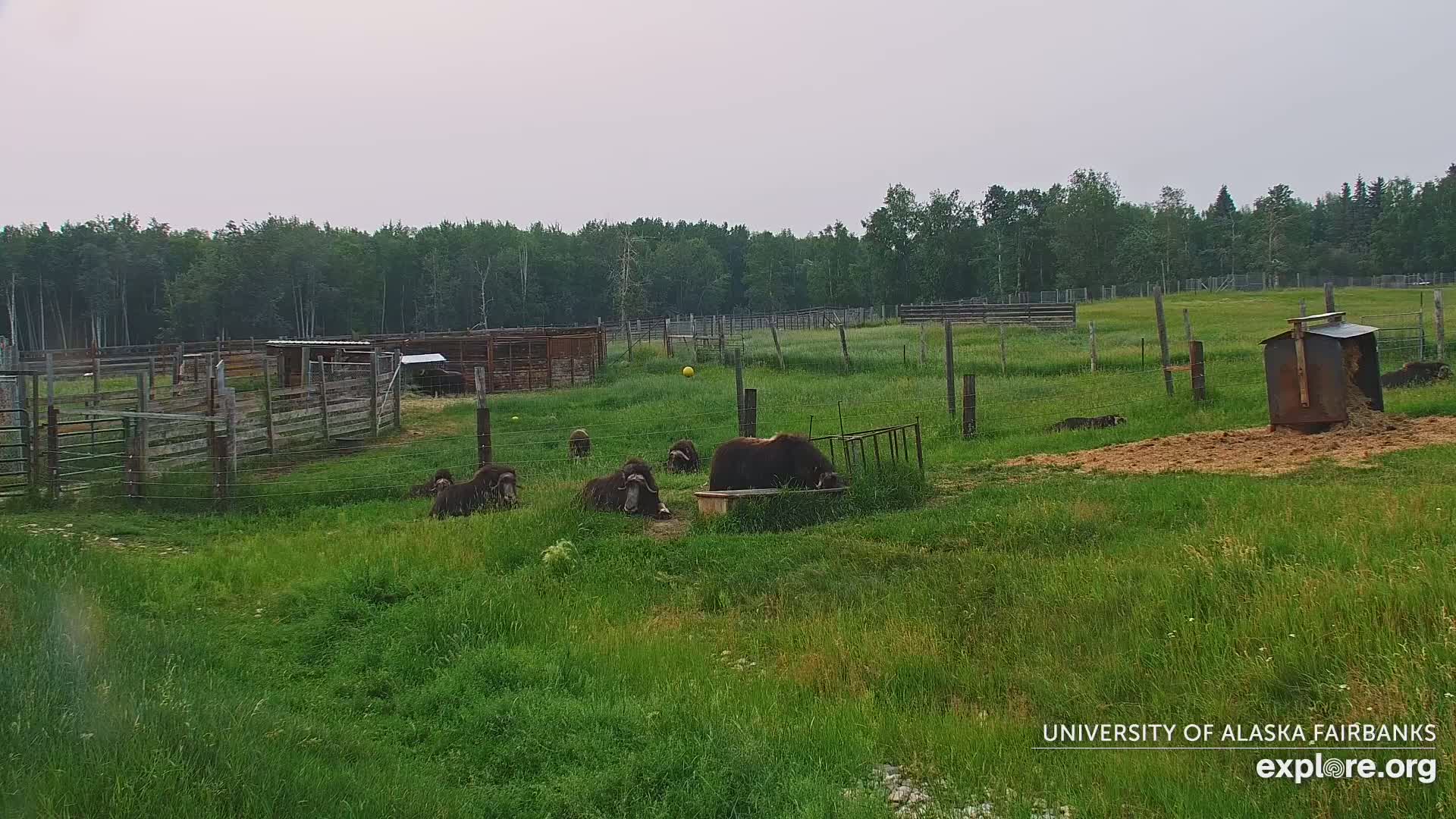 University of Alaska Fairbanks Large Animal Research Station Musk Ox Farm Live Cam - Musk Ox, College, Fairbanks North Star, Alaska, USA