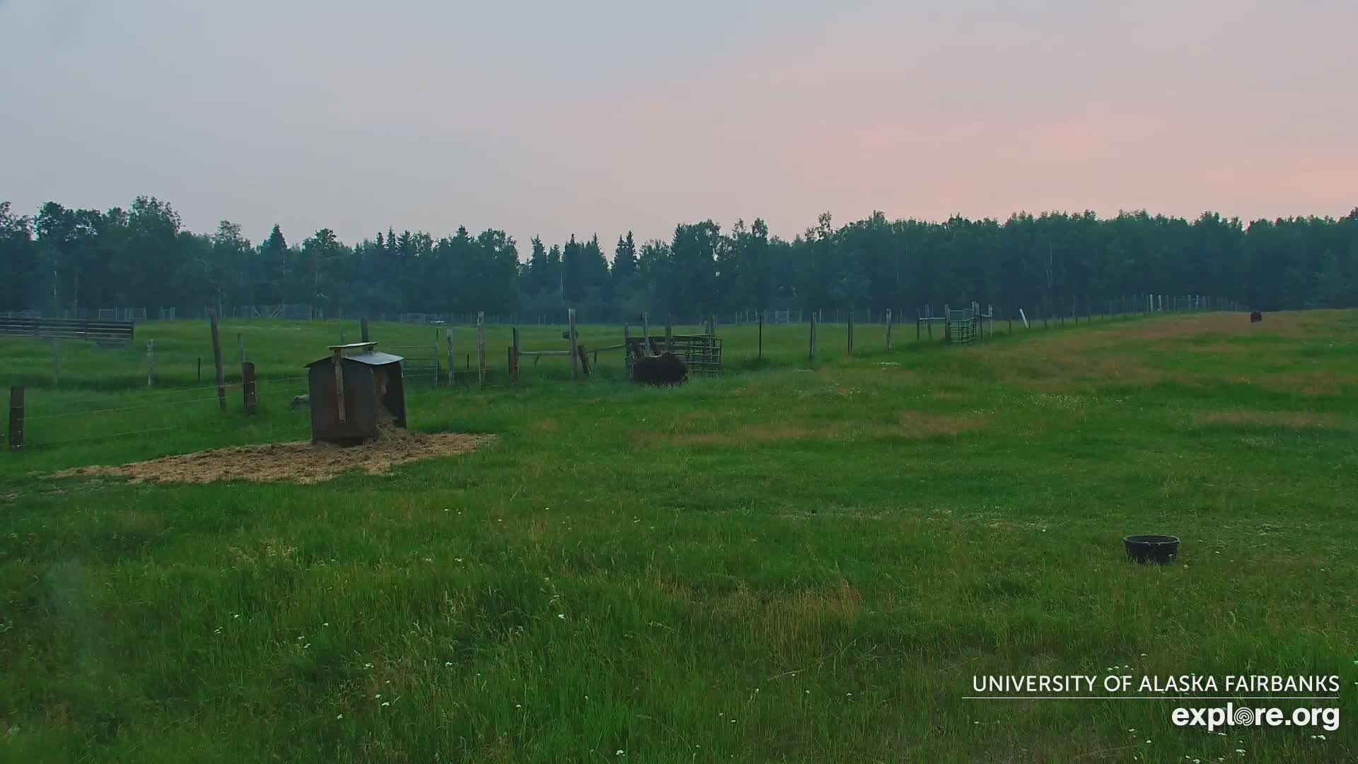 A grassy field with a small animal shelter and a dark-colored animal near a fence, under a dusky pink sky.