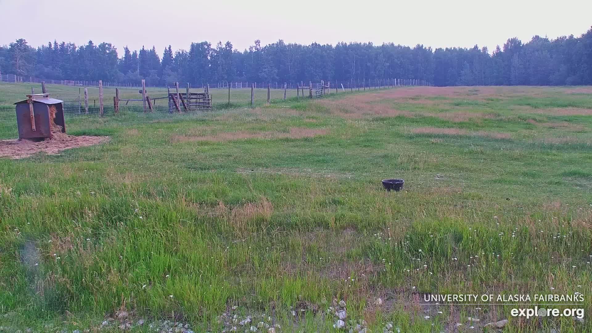 University of Alaska Fairbanks Large Animal Research Station Musk Ox Farm Live Cam - Musk Ox, College, Fairbanks North Star, Alaska, USA