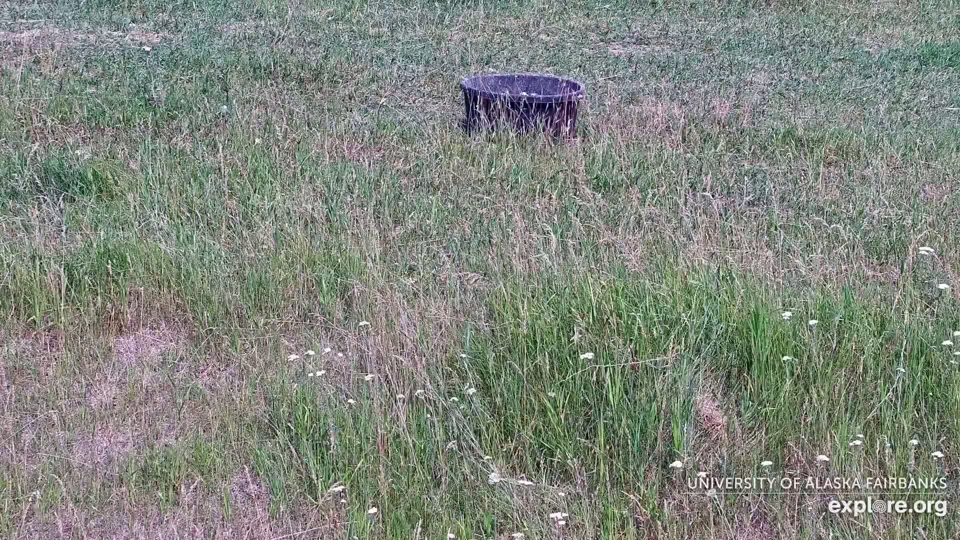 University of Alaska Fairbanks Large Animal Research Station Musk Ox Farm Live Cam - Musk Ox, College, Fairbanks North Star, Alaska, USA