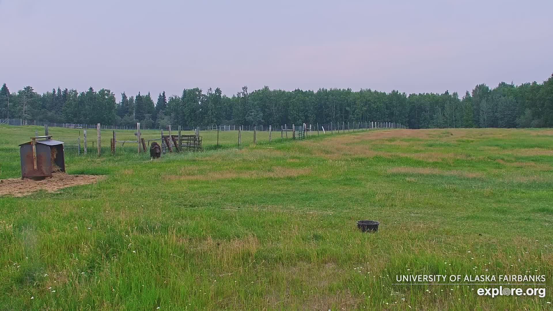 University of Alaska Fairbanks Large Animal Research Station Musk Ox Farm Live Cam - Musk Ox, College, Fairbanks North Star, Alaska, USA