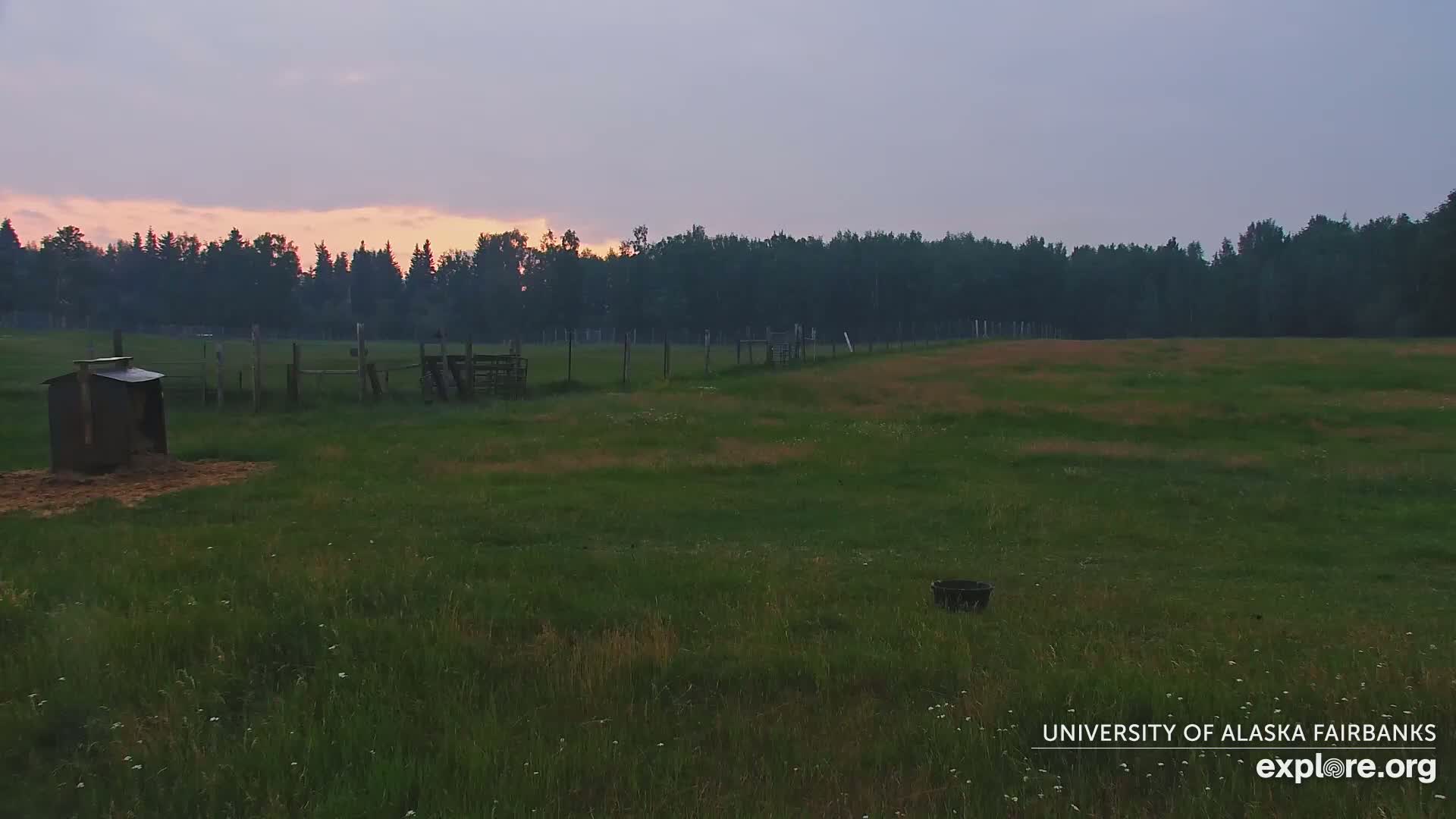 University of Alaska Fairbanks Large Animal Research Station Musk Ox Farm Live Cam - Musk Ox, College, Fairbanks North Star, Alaska, USA