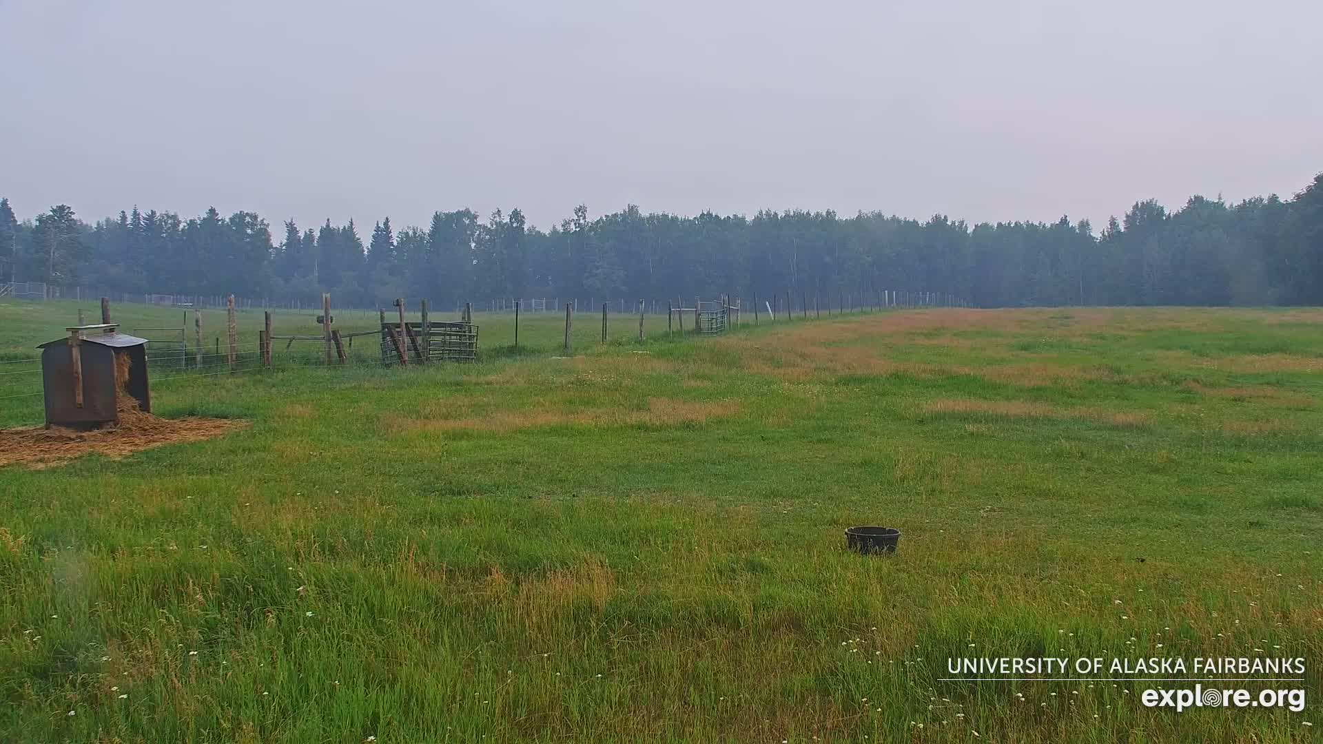 University of Alaska Fairbanks Large Animal Research Station Musk Ox Farm Live Cam - Musk Ox, College, Fairbanks North Star, Alaska, USA
