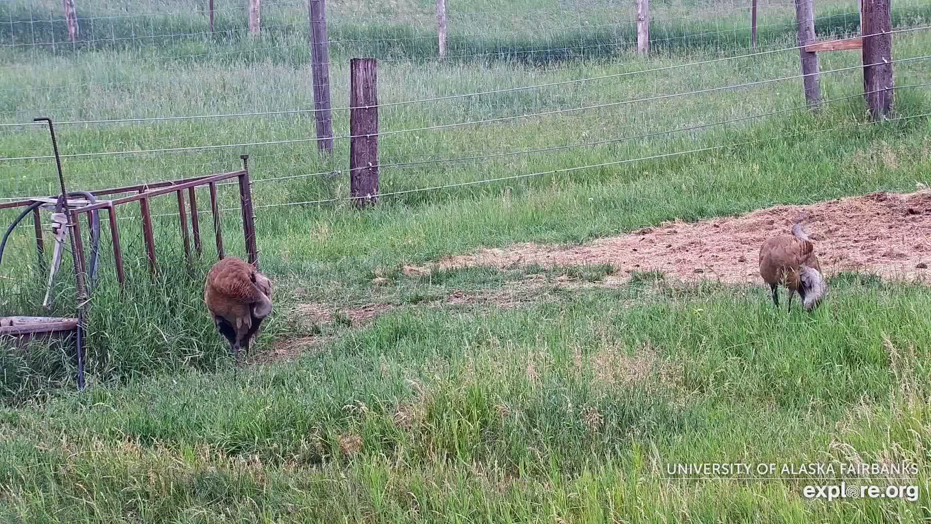 University of Alaska Fairbanks Large Animal Research Station Musk Ox Farm Live Cam - Musk Ox, College, Fairbanks North Star, Alaska, USA