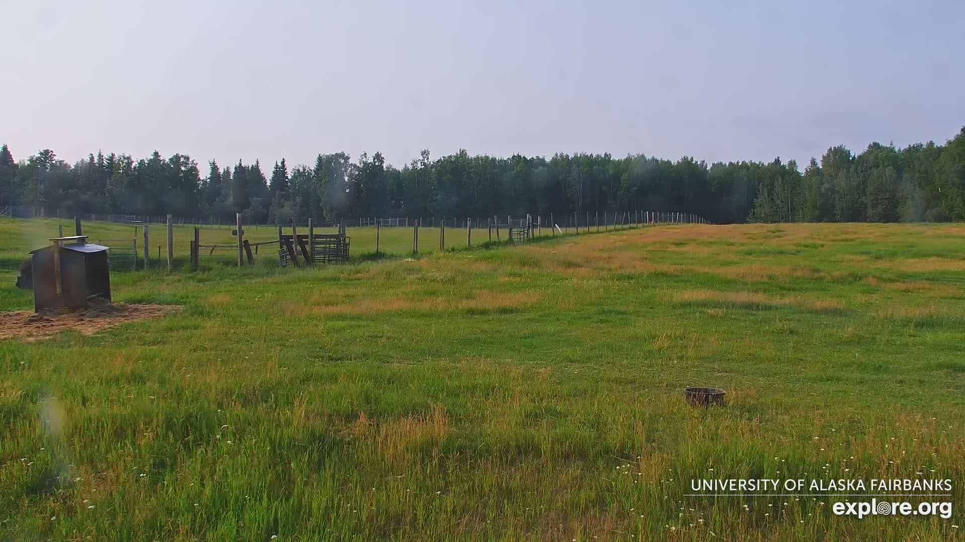 University of Alaska Fairbanks Large Animal Research Station Musk Ox Farm Live Cam - Musk Ox, College, Fairbanks North Star, Alaska, USA