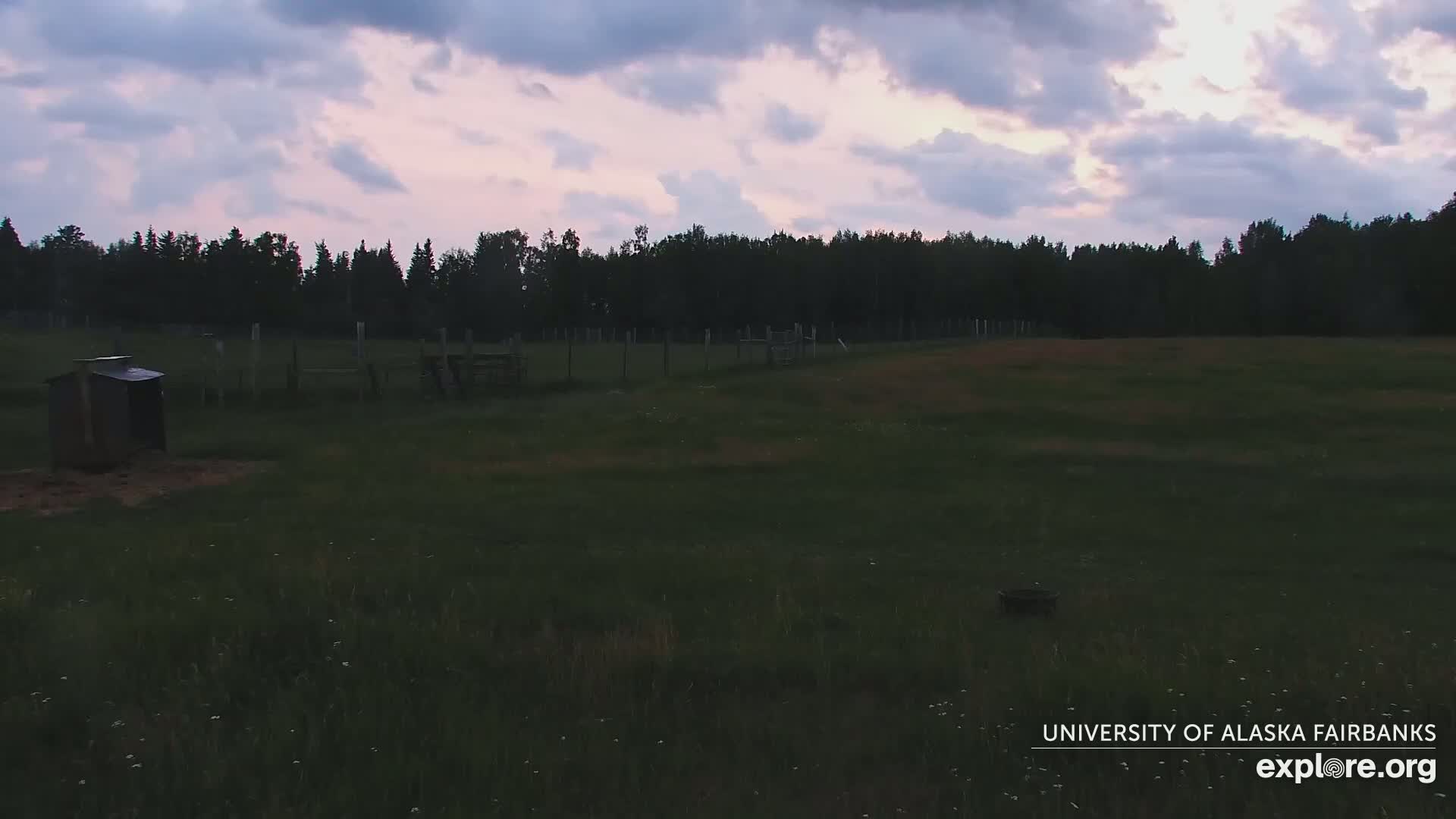 University of Alaska Fairbanks Large Animal Research Station Musk Ox Farm Live Cam - Musk Ox, College, Fairbanks North Star, Alaska, USA